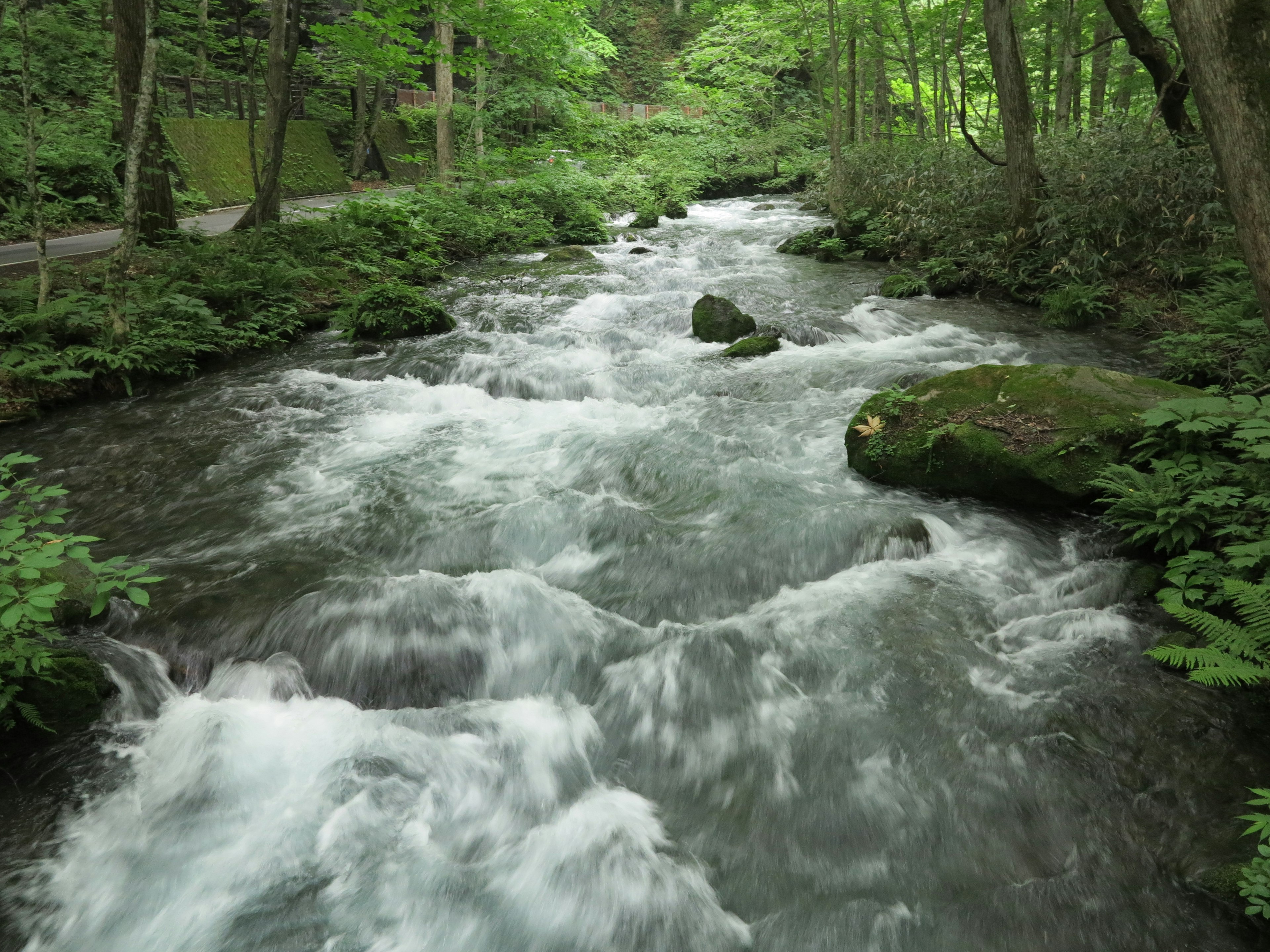 Arroyo claro fluyendo a través de un bosque verde con rocas