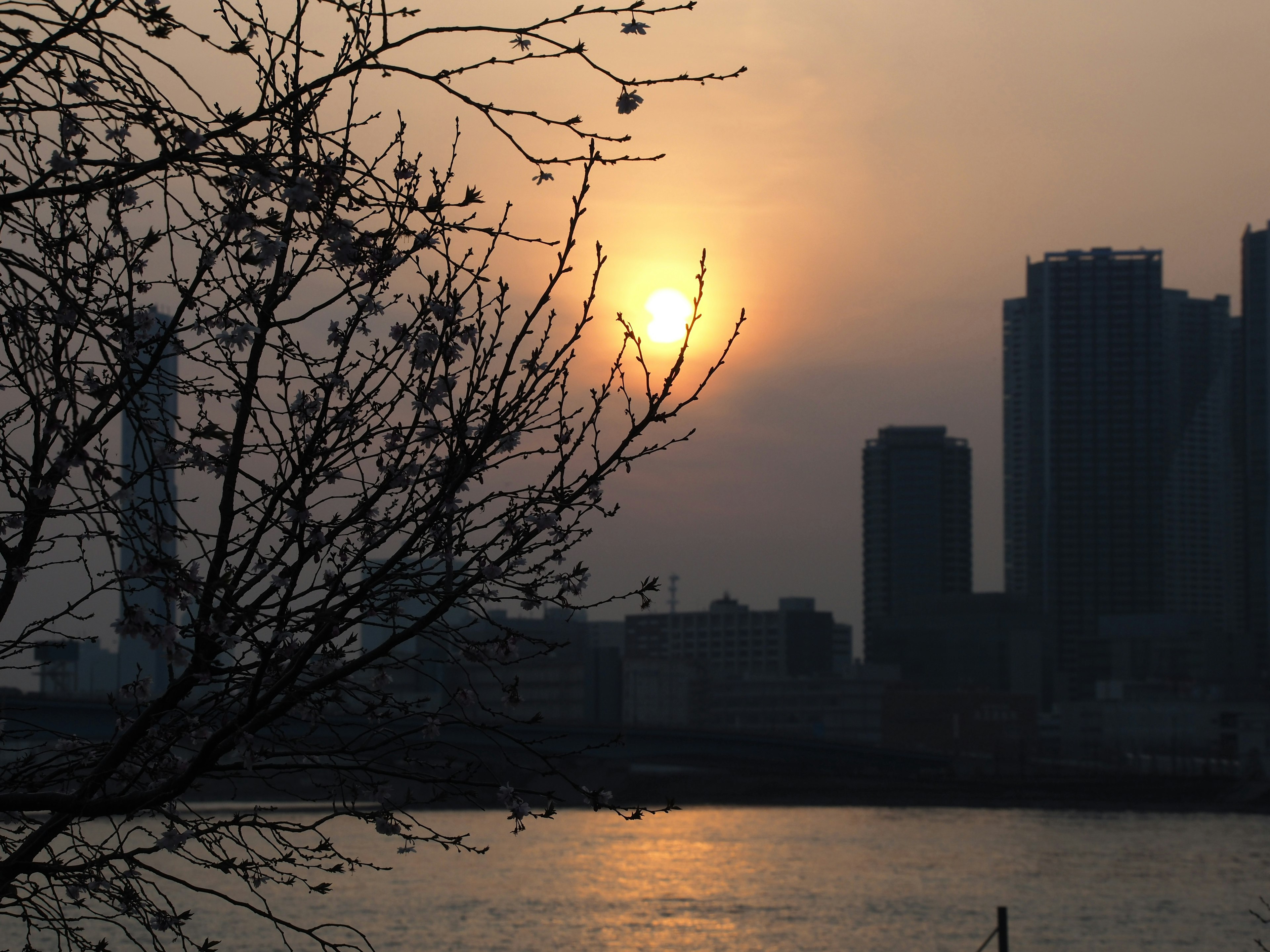 Silhouette of a city skyline at sunset with tree branches