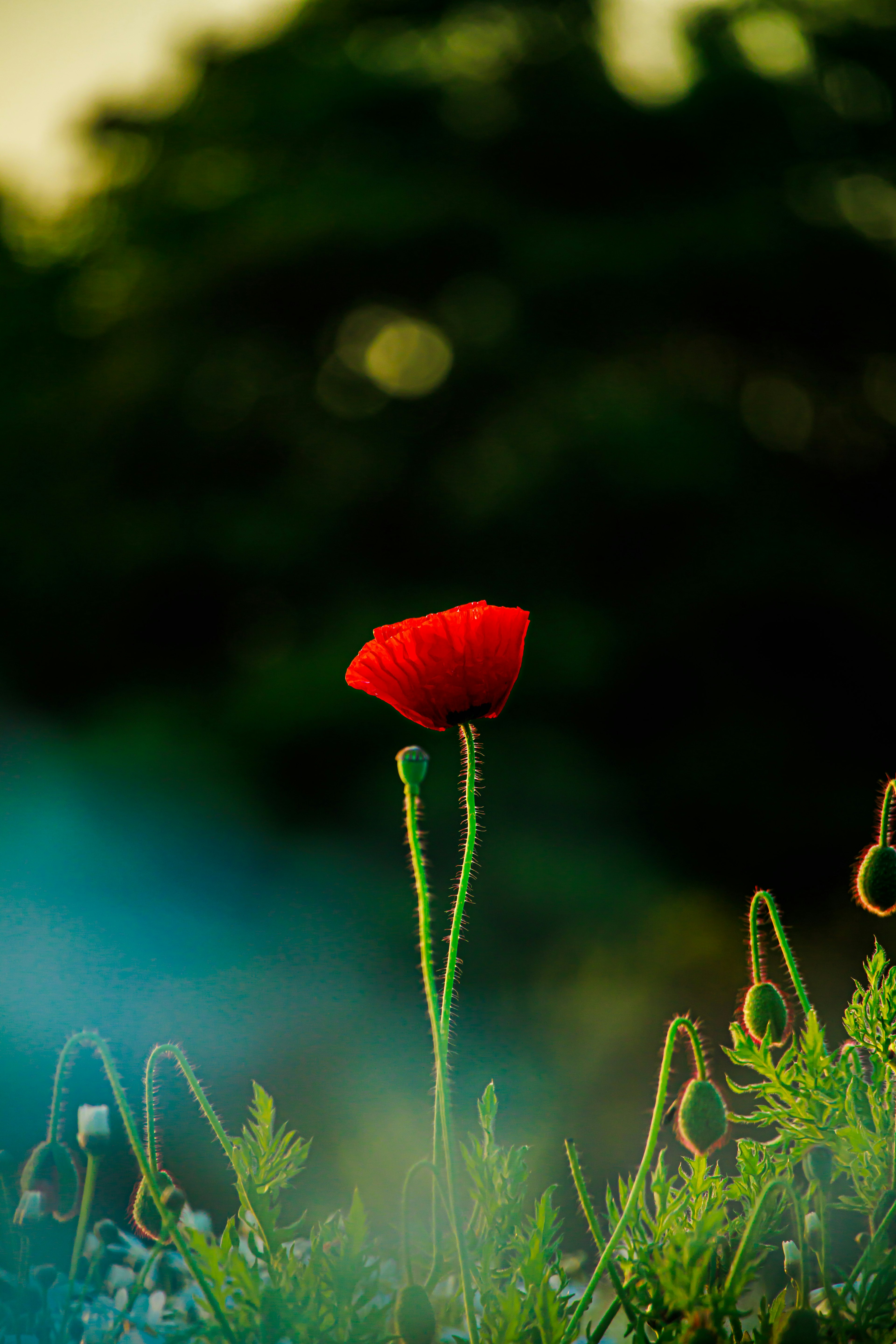 Una flor de amapola roja de pie contra un fondo verde borroso