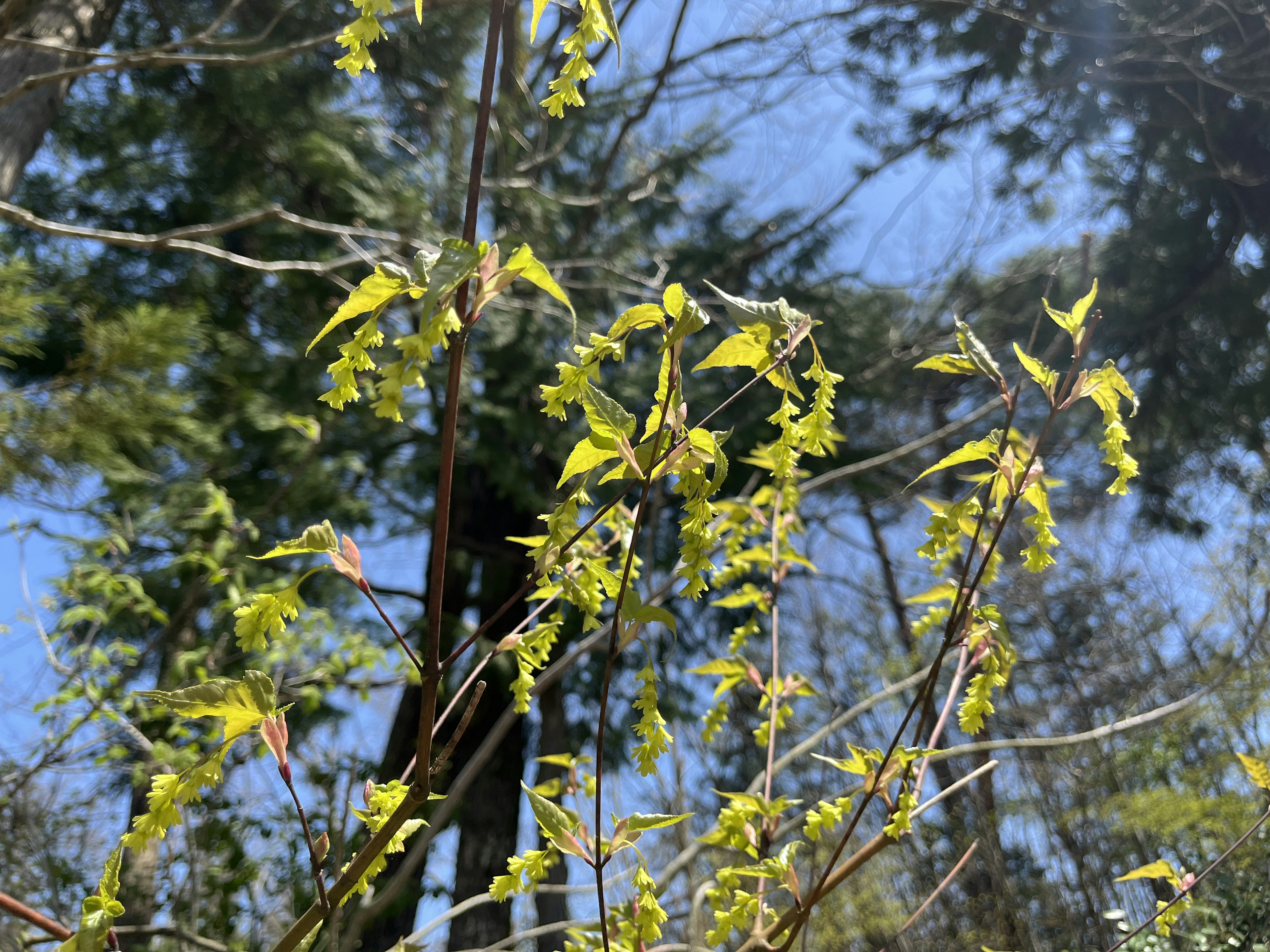 Hojas verdes vibrantes en árboles bajo un cielo azul claro