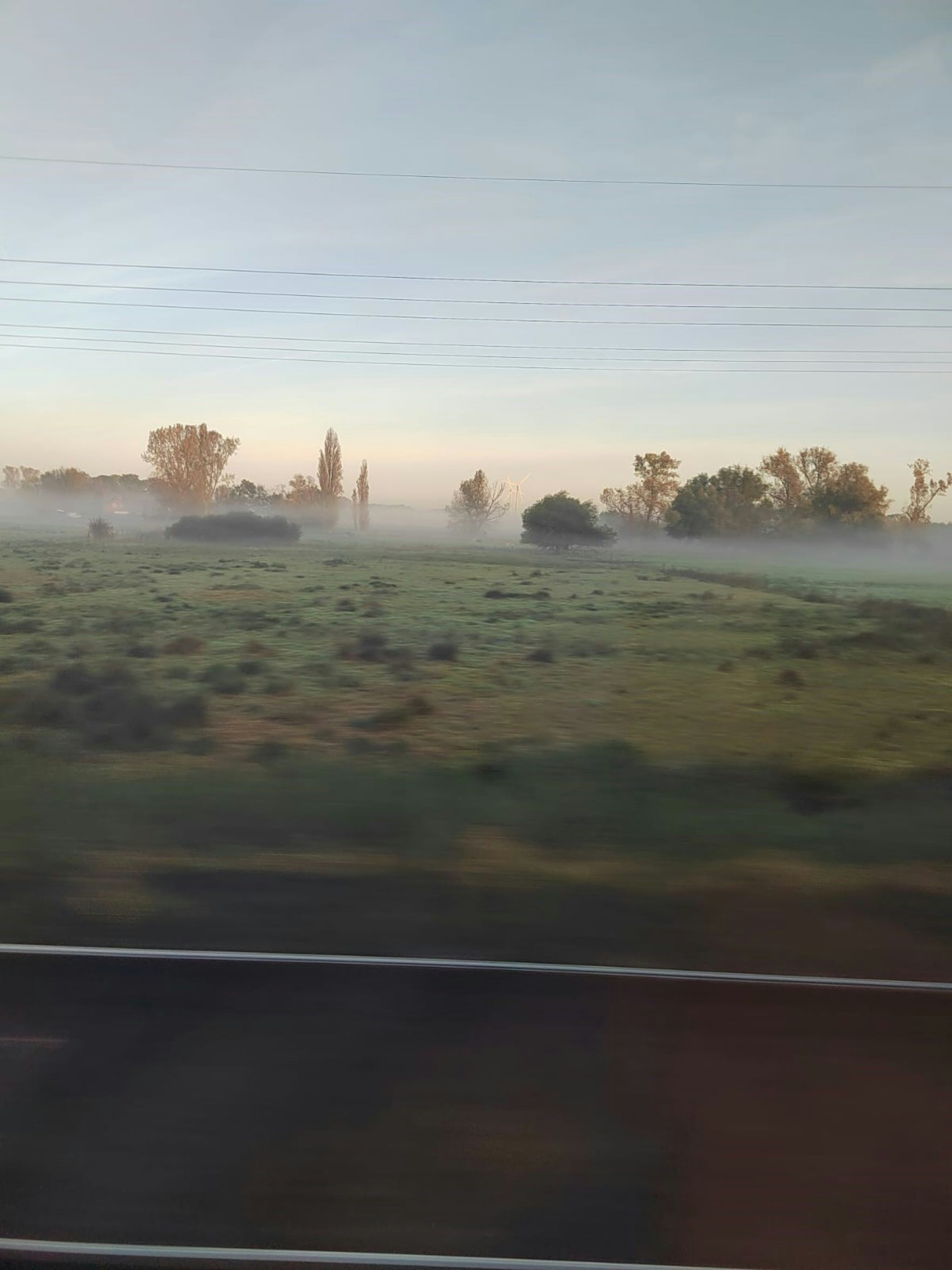 Foggy green landscape with trees in the background