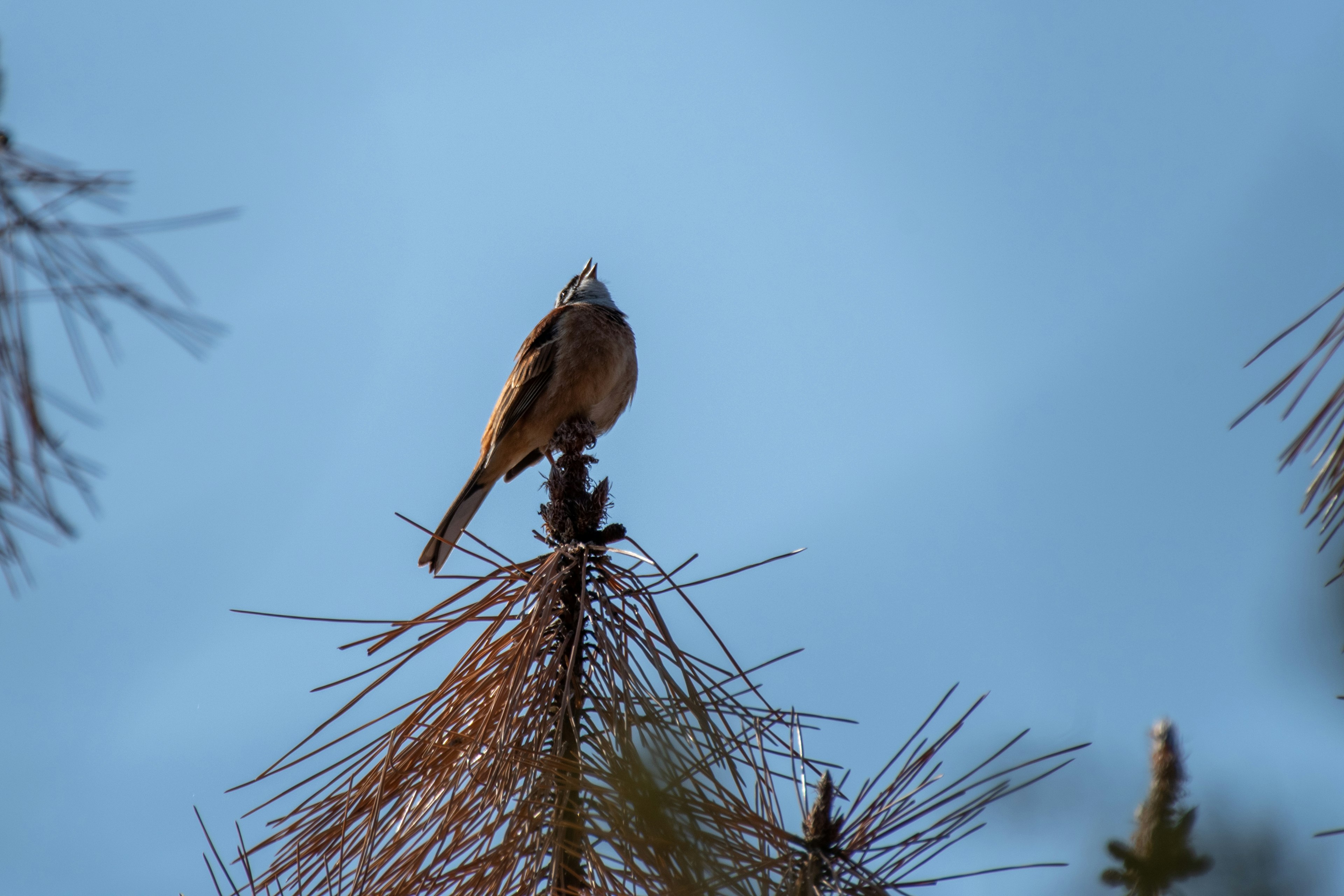 Un pequeño pájaro posado en la cima de un árbol con un fondo de cielo azul que captura una escena natural serena