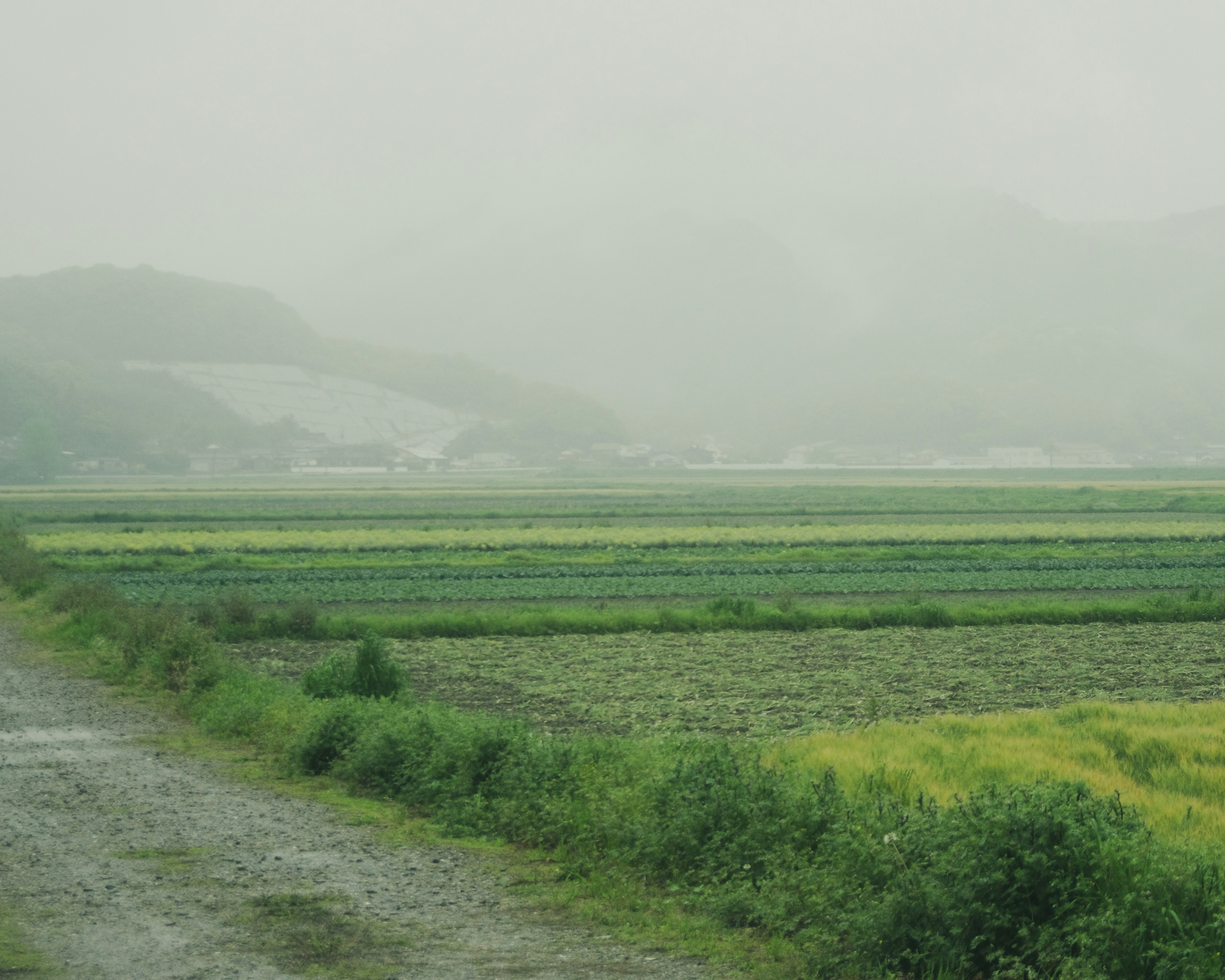 Foggy rural landscape featuring green fields and a gravel path