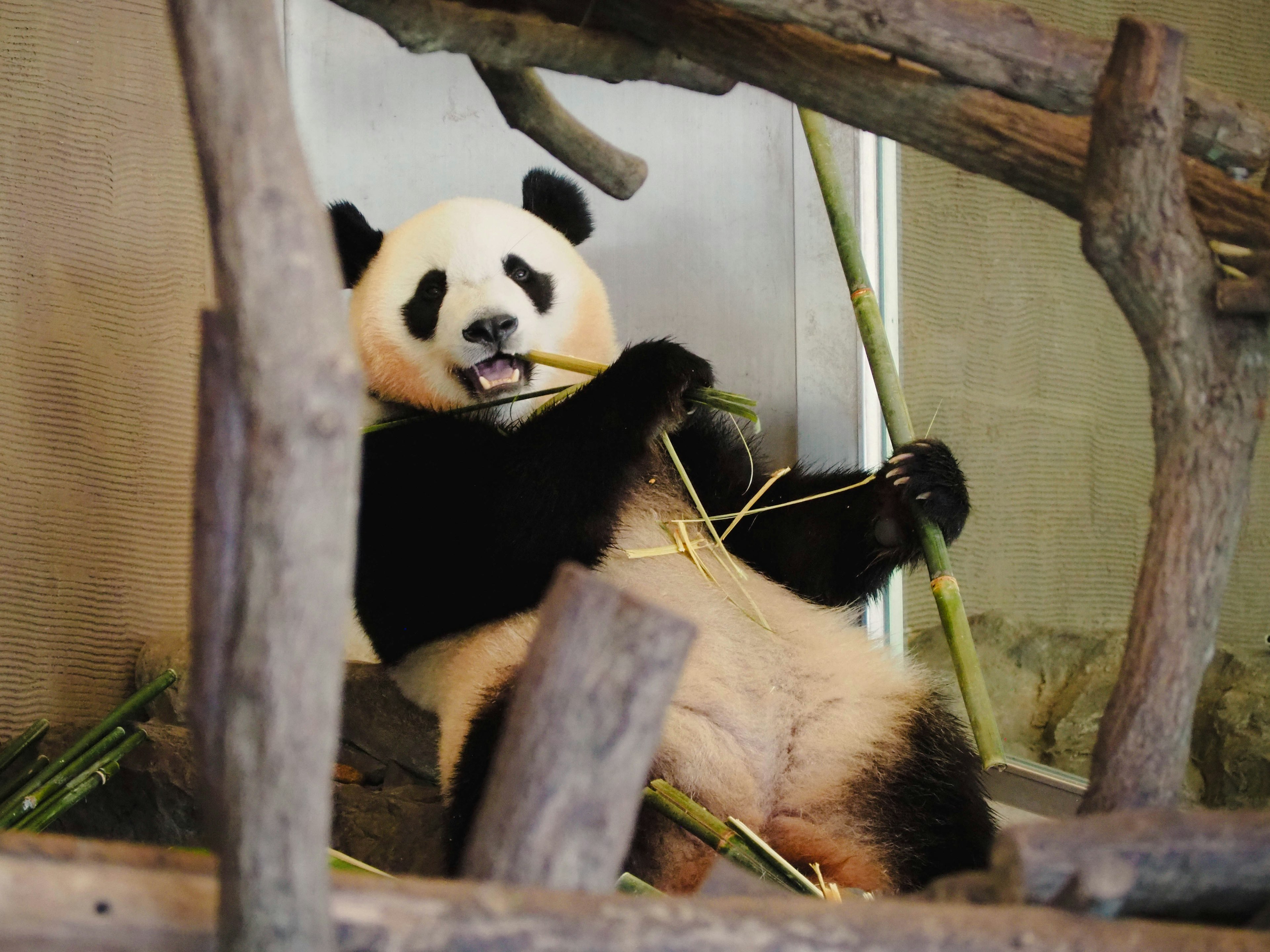 Panda assis entre des structures en bois mangeant du bambou