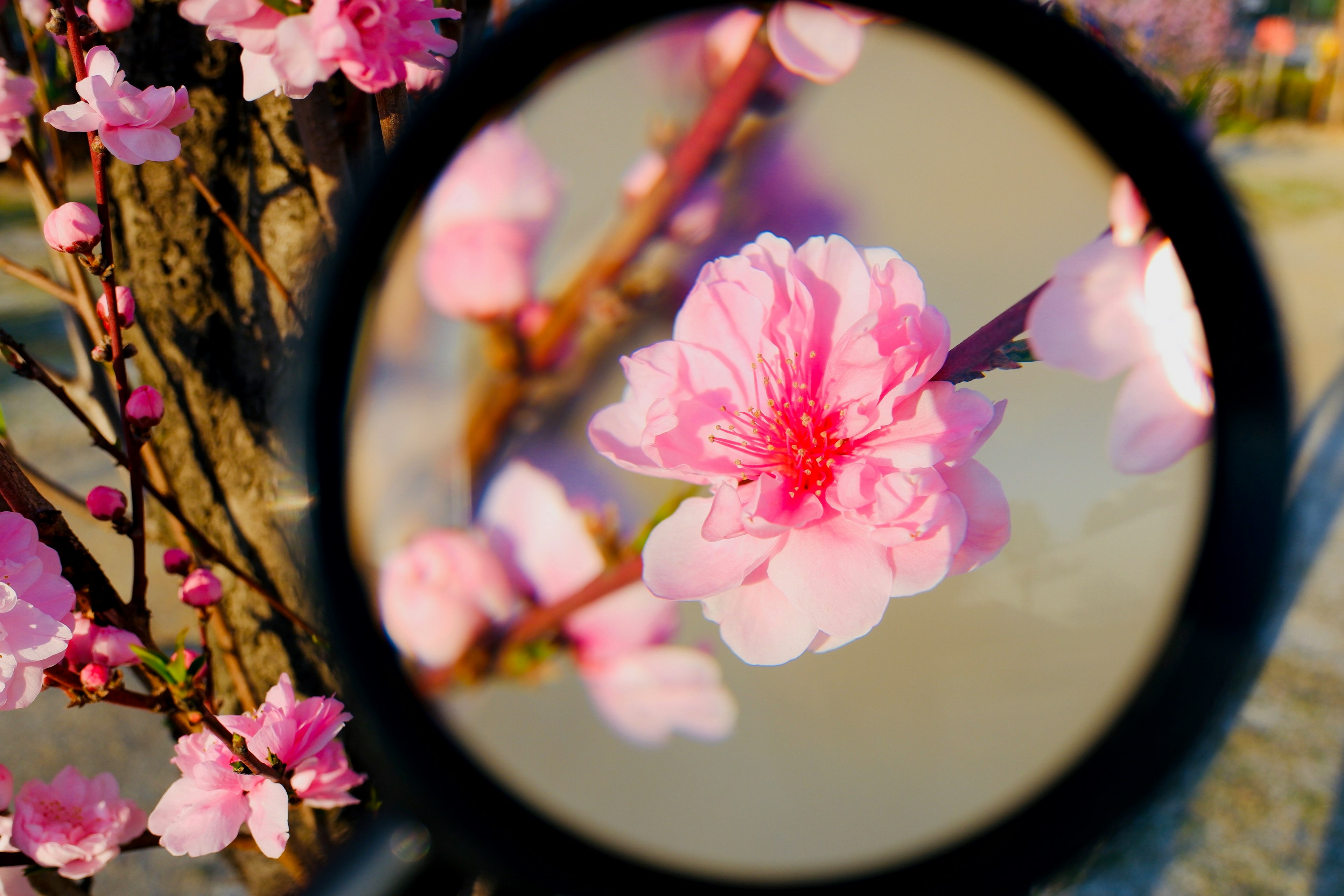 Close-up kelopak bunga sakura dilihat melalui kaca pembesar