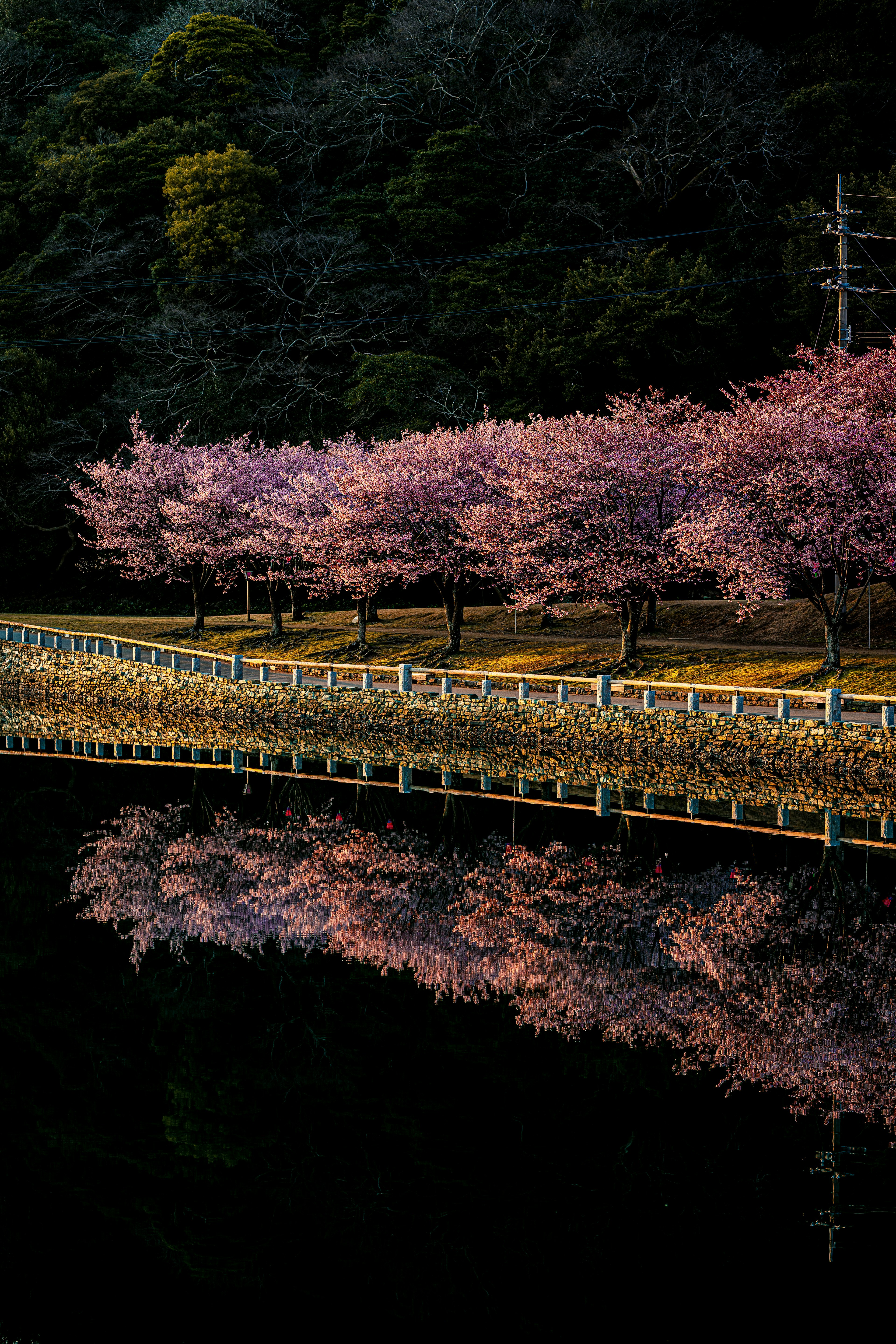 美麗的風景，櫻花樹沿著小路在水中倒影