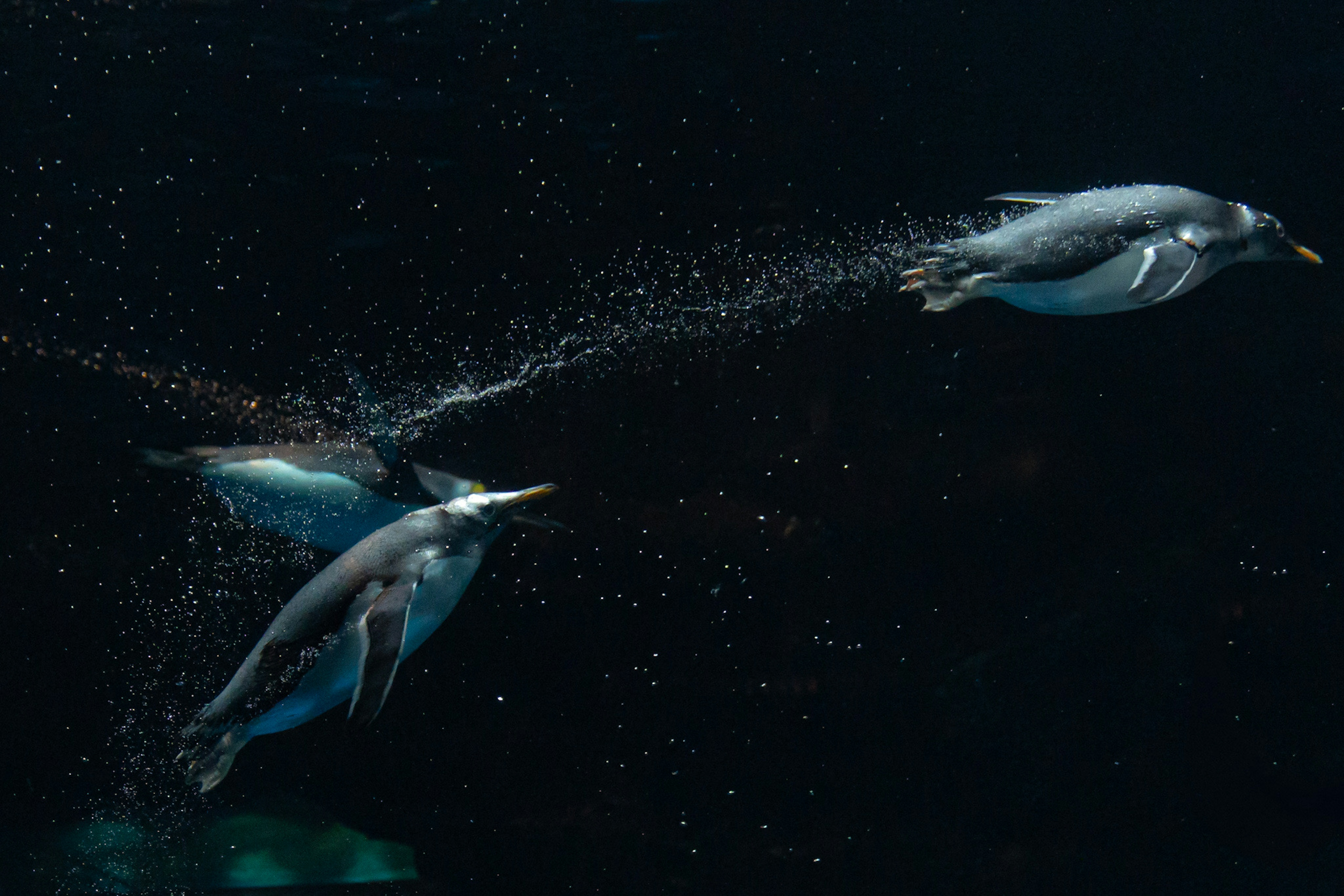 水中でジャンプするペンギンたちと泡