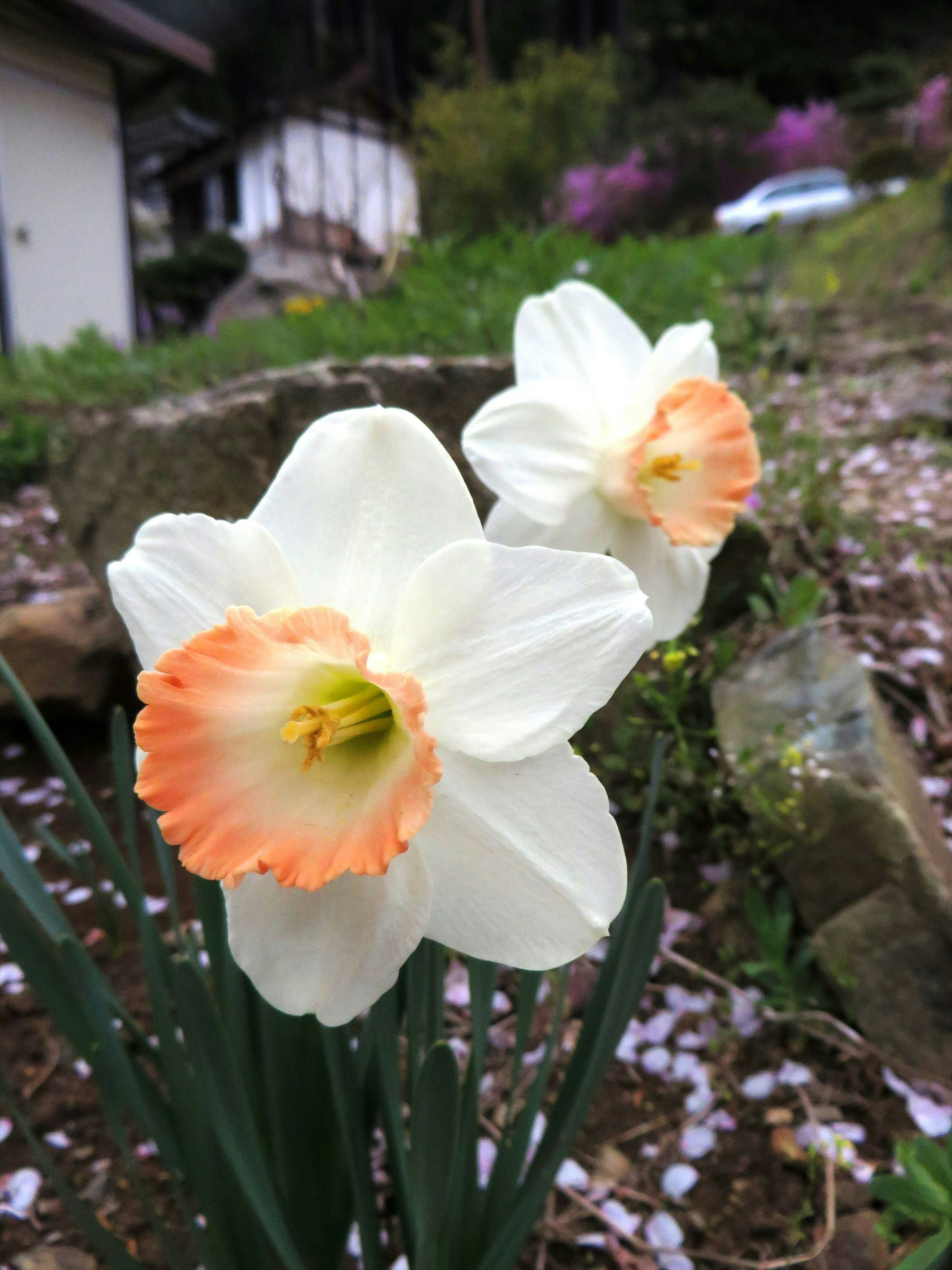 白とオレンジの水仙の花が咲いている庭の風景