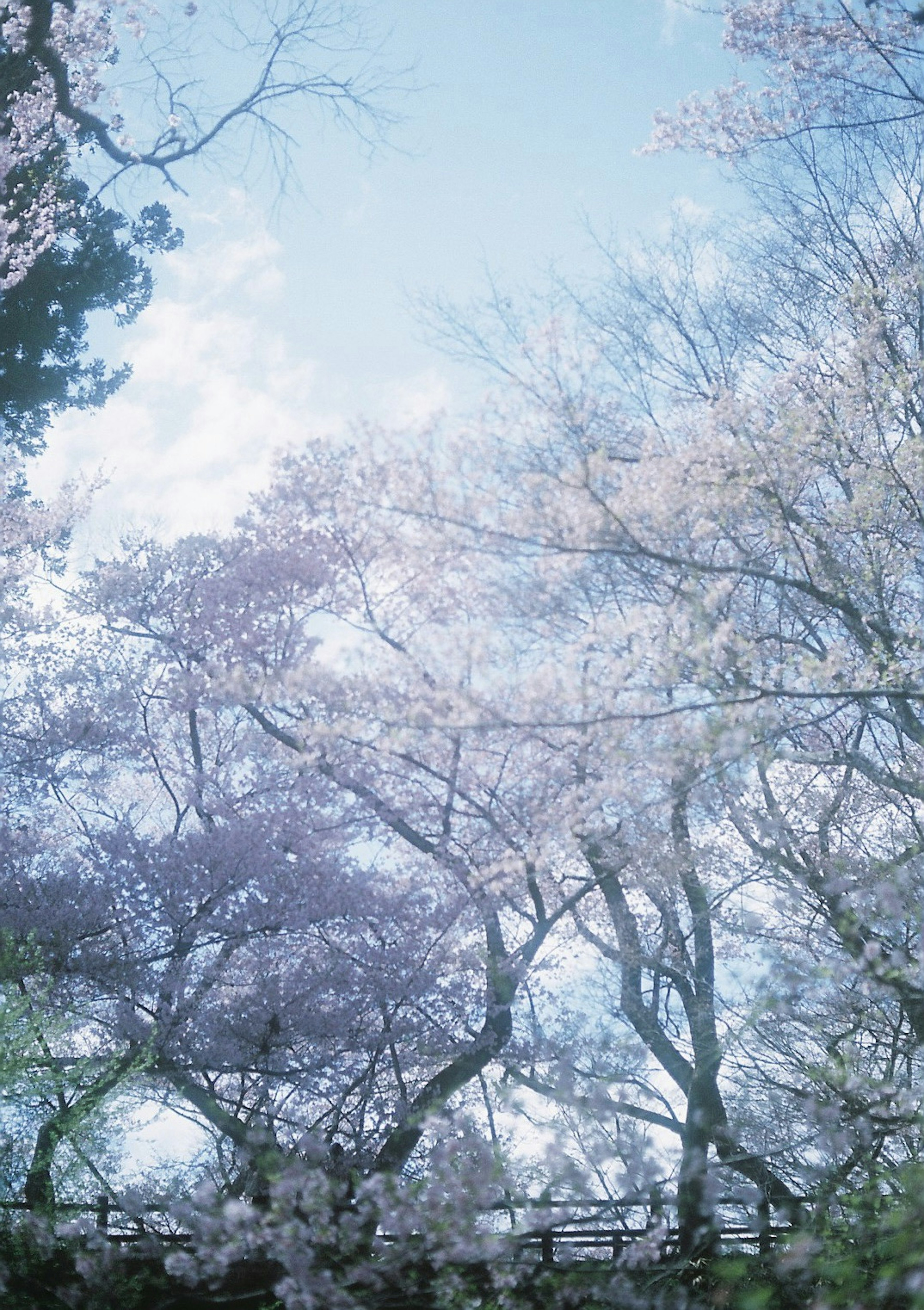 桜の花が咲いた木々と青空の風景