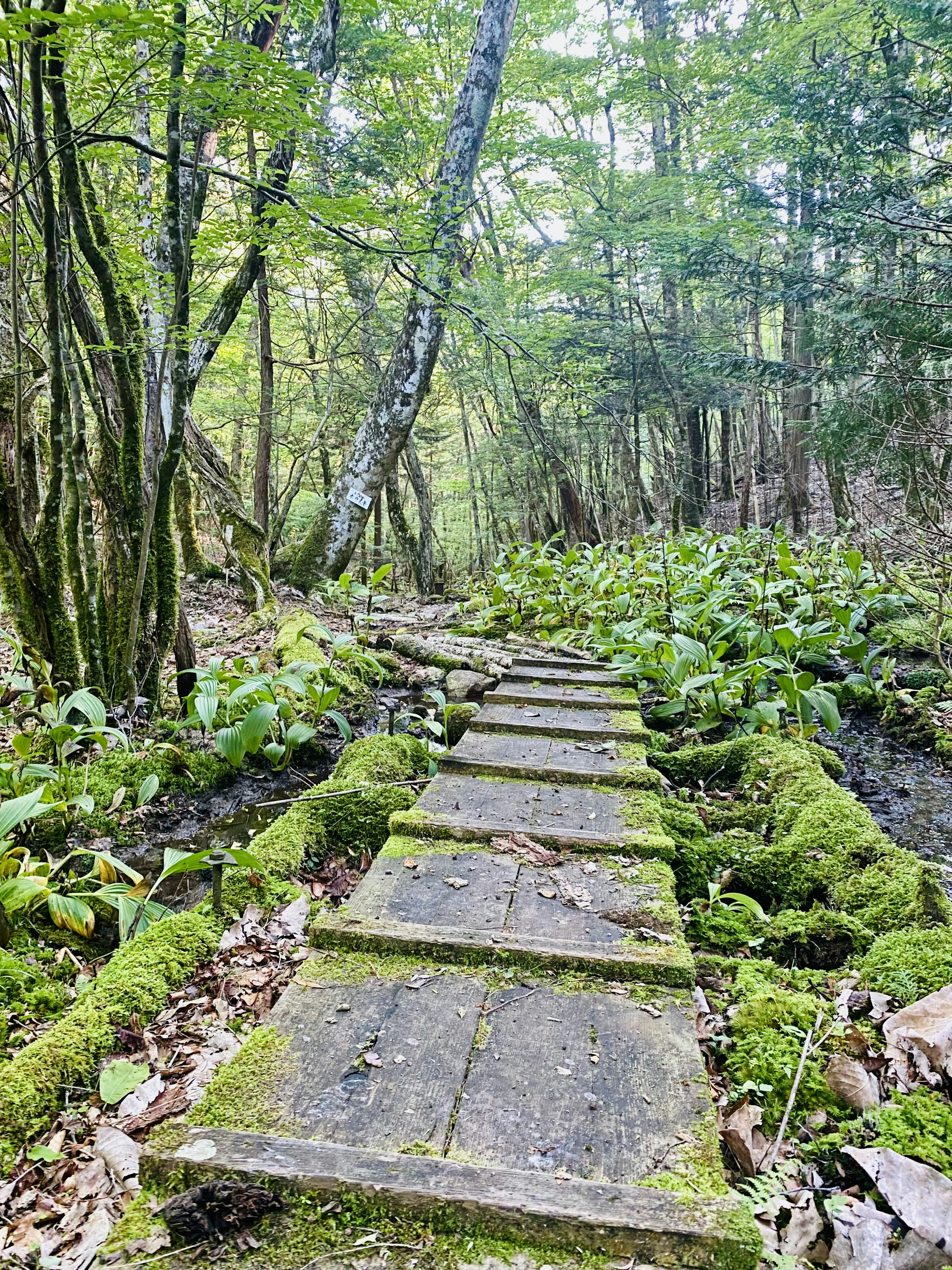 Sentiero di legno coperto di muschio circondato da una foresta verdeggiante