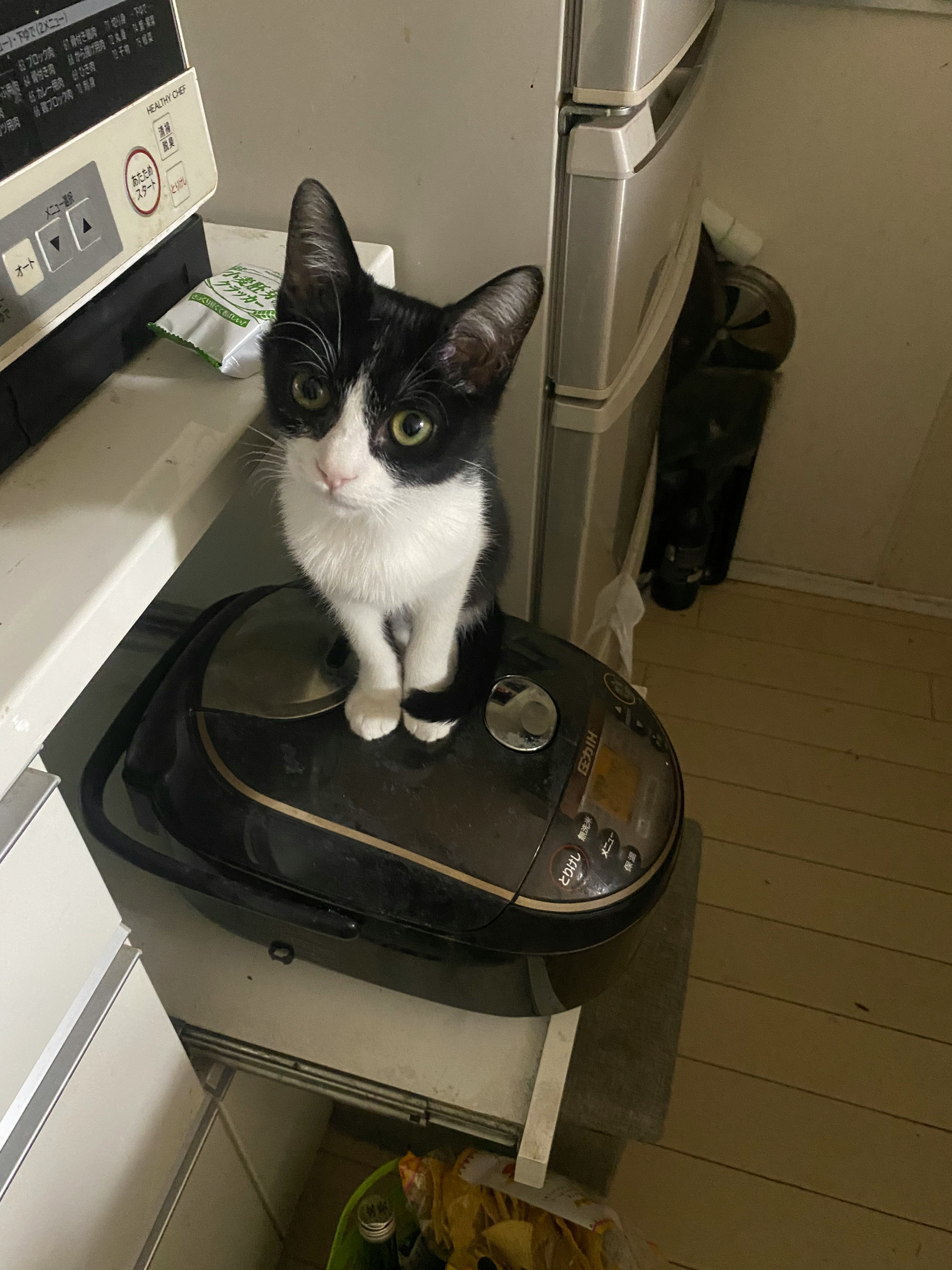 Un gato sentado sobre una olla arrocera