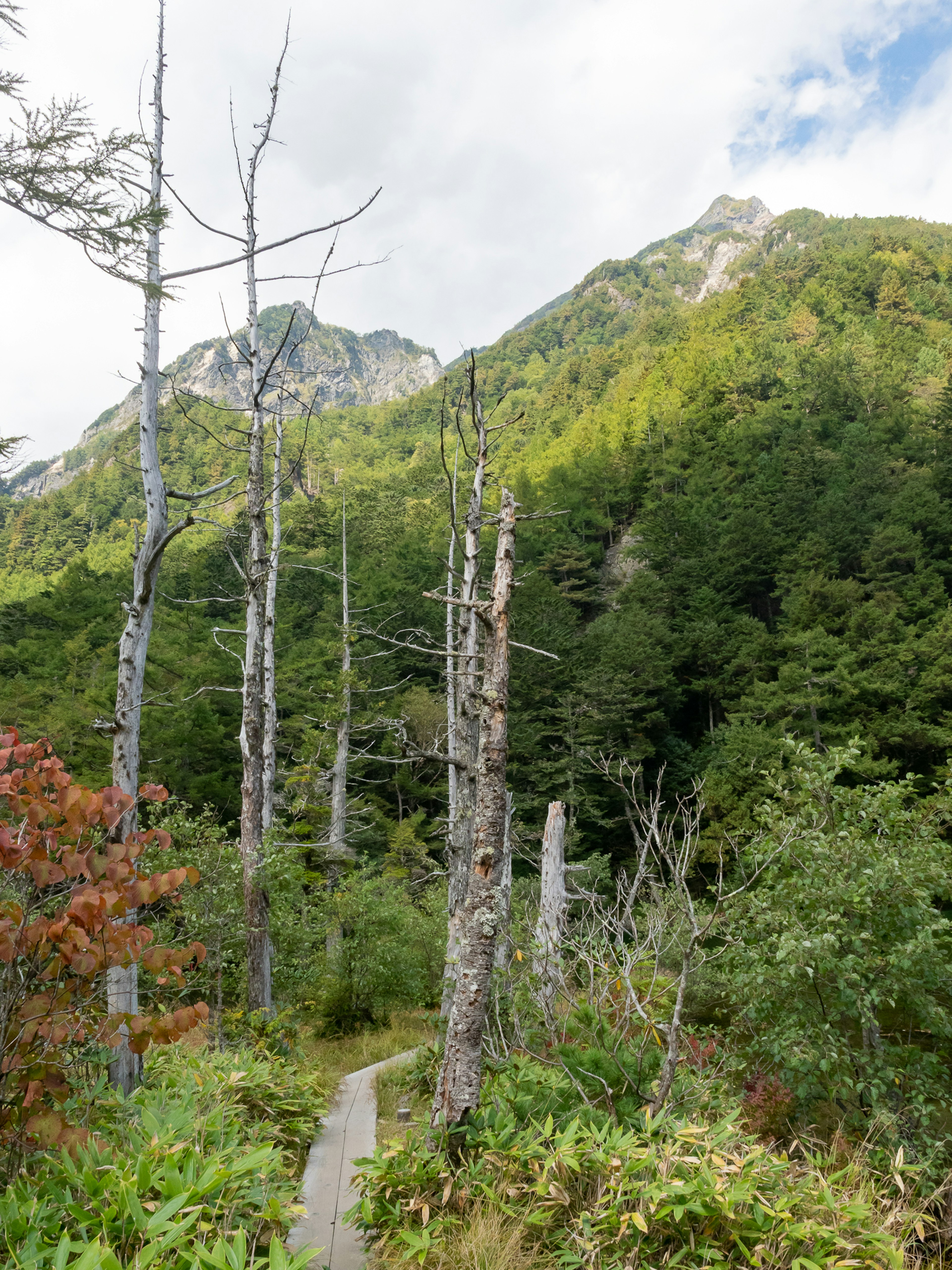 Serene forest path surrounded by majestic mountains with dead trees and lush greenery