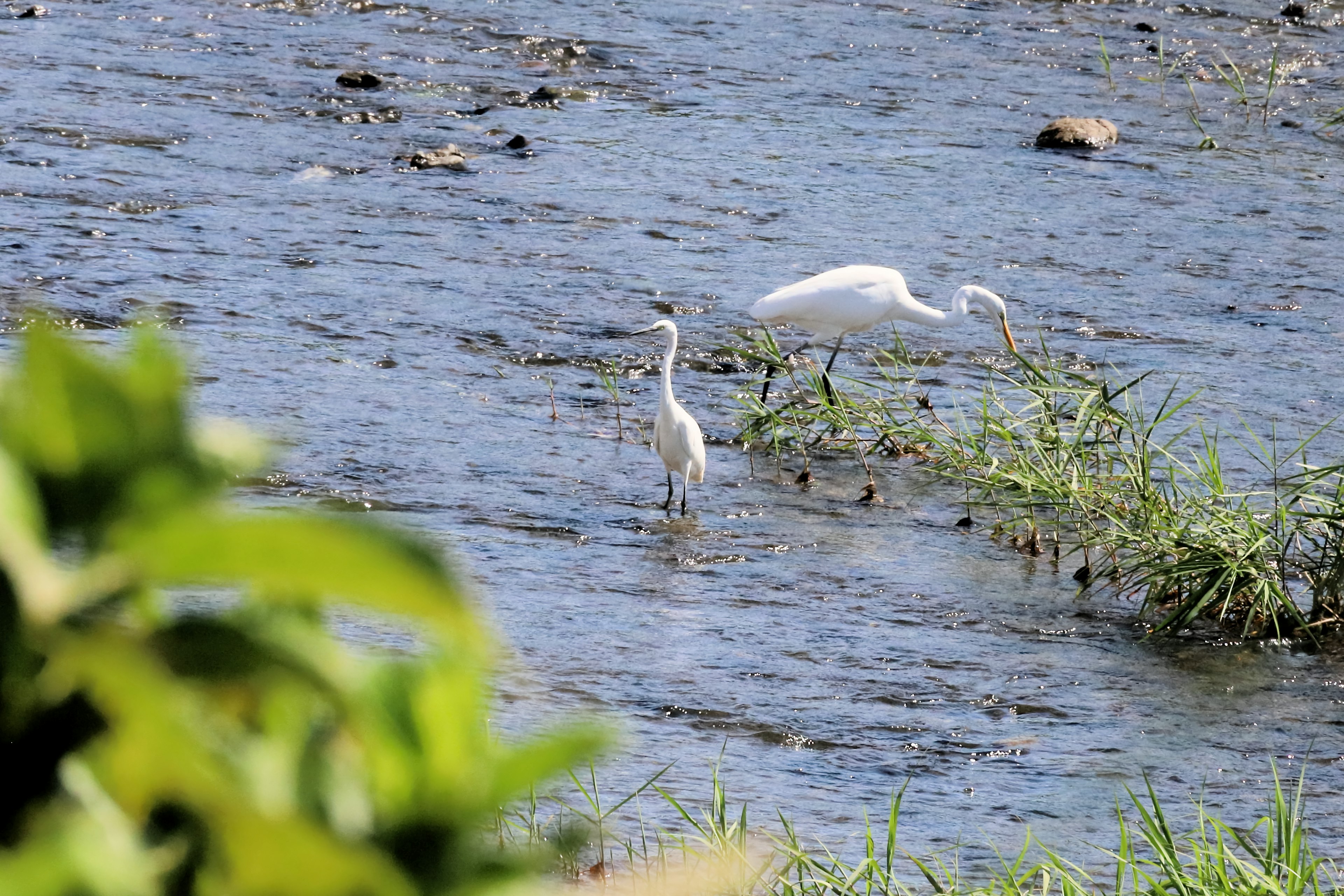 Zwei weiße Reiher stehen im flachen Wasser umgeben von grüner Vegetation