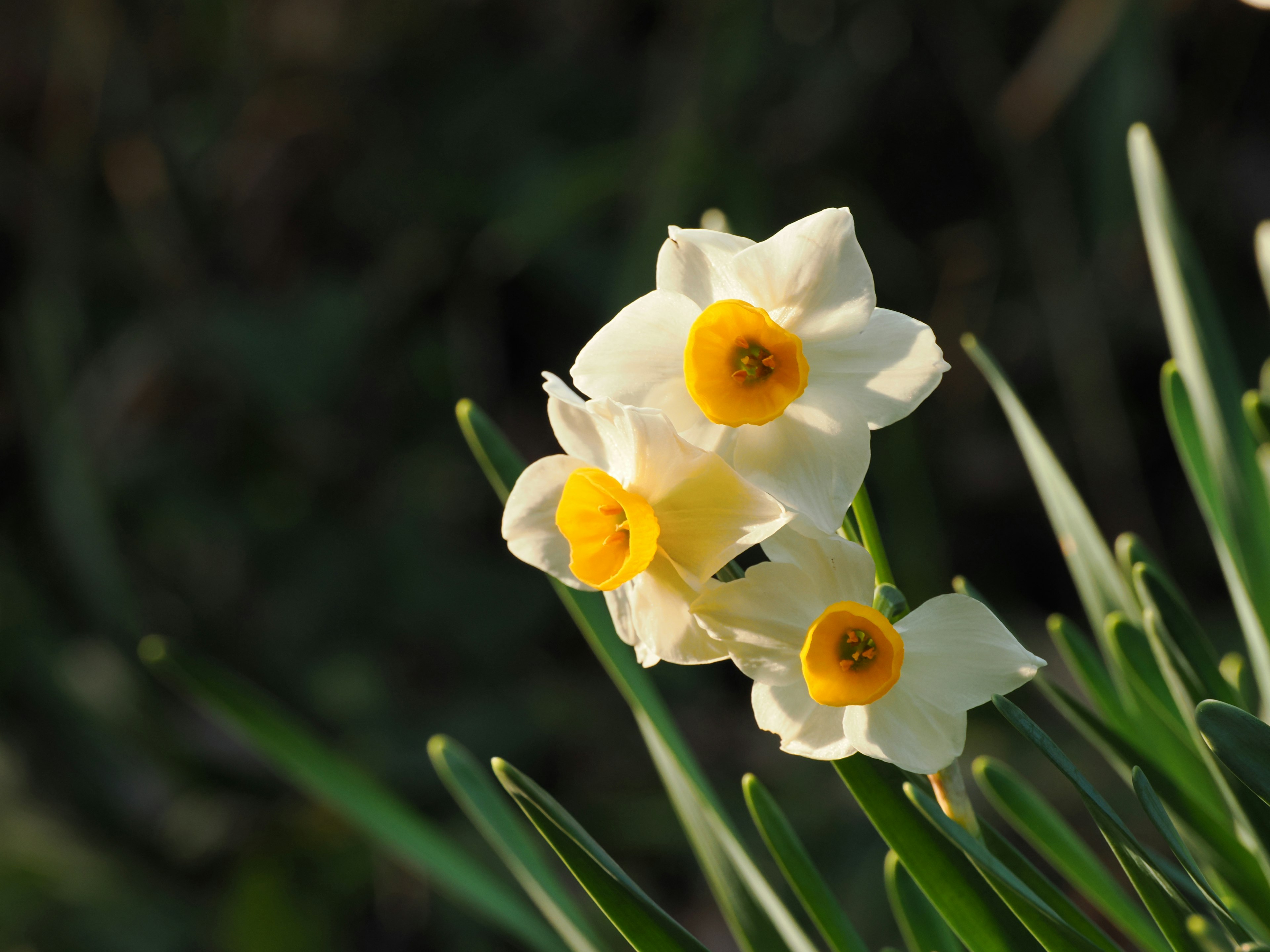 Image présentant des fleurs de narcisse avec des pétales blancs et des centres jaunes