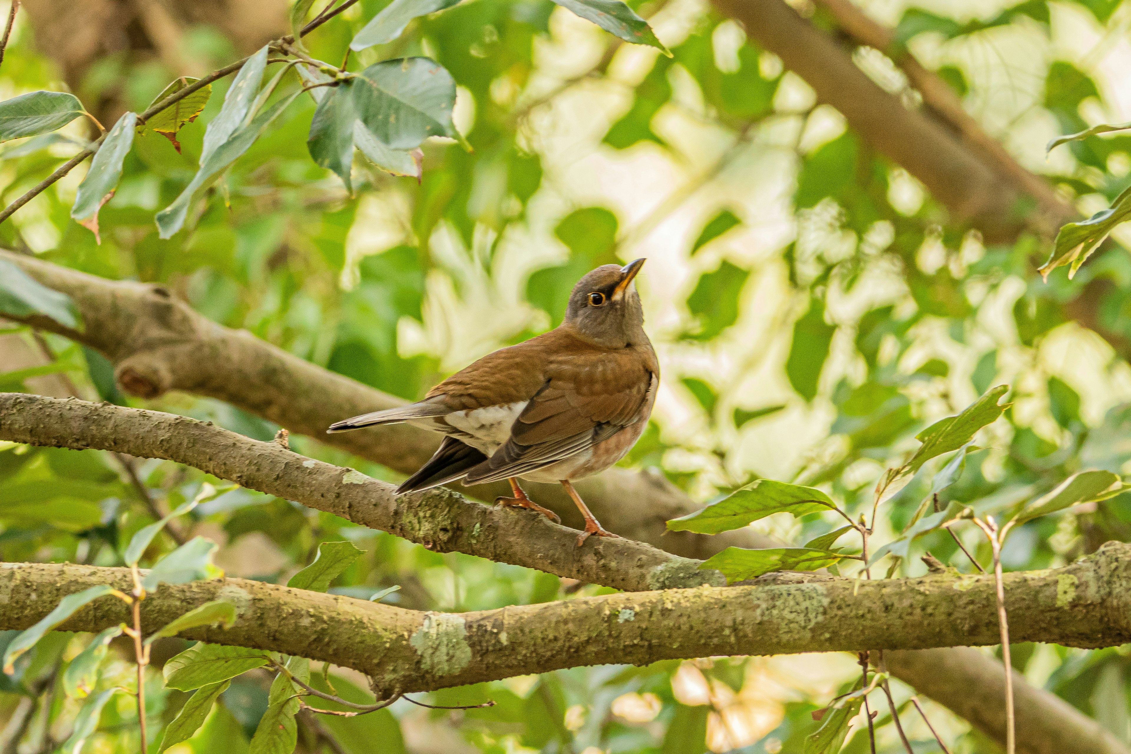 Un petit oiseau perché sur une branche entouré de feuilles vertes