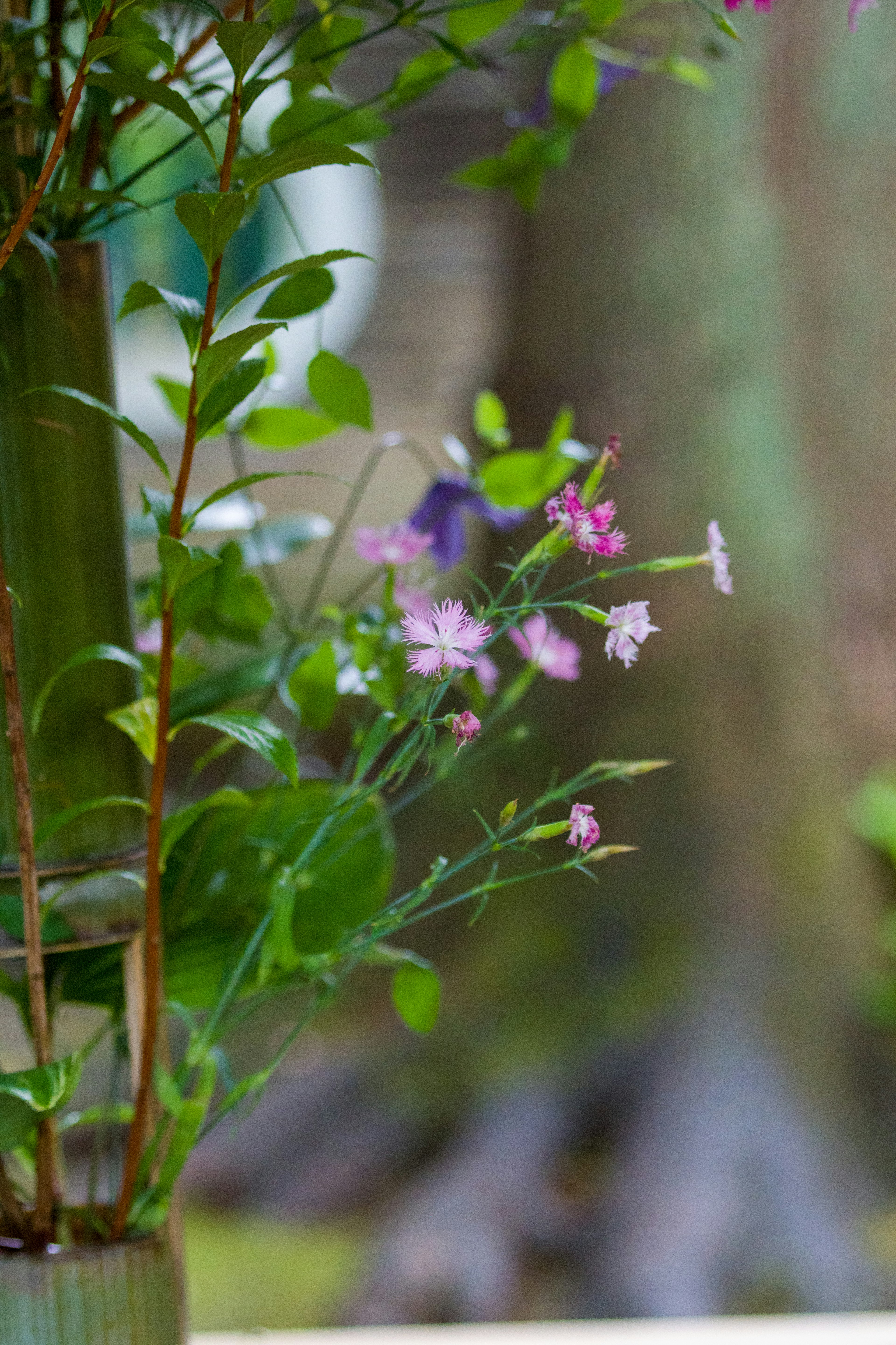 Close-up dari vas dengan daun hijau dan bunga kecil berwarna pink