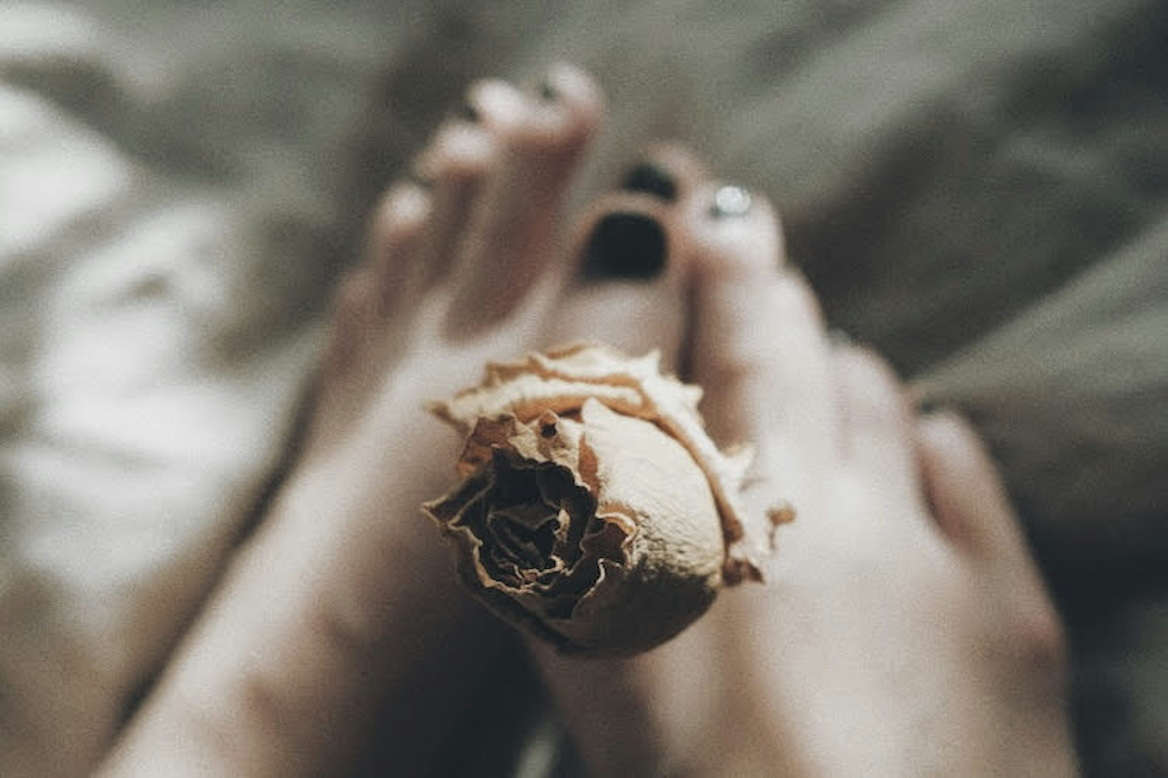 Feet with dark nail polish and a dried rose on top