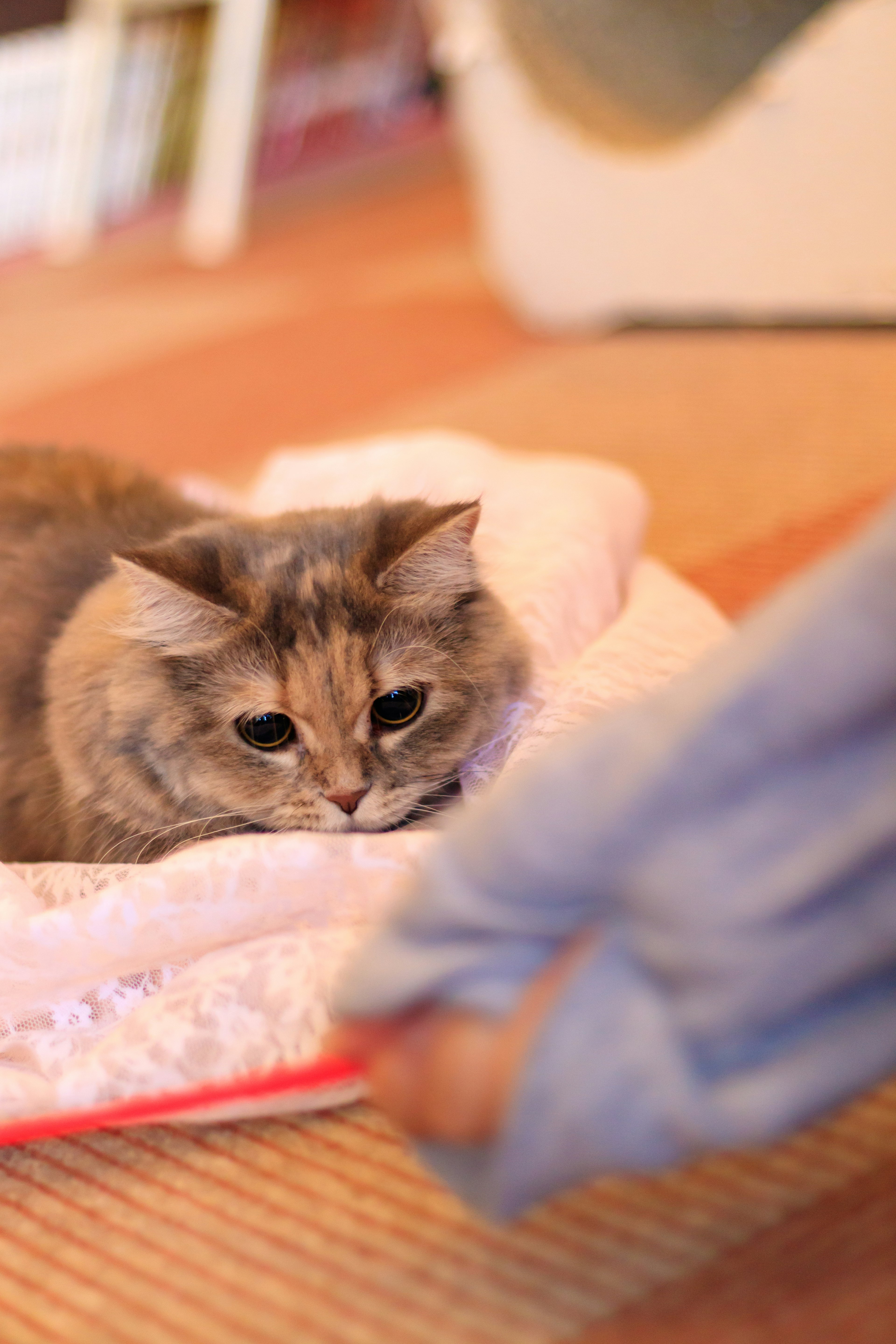 ふわふわの毛を持つ猫がベッドに横たわり、手が近づいているシーン