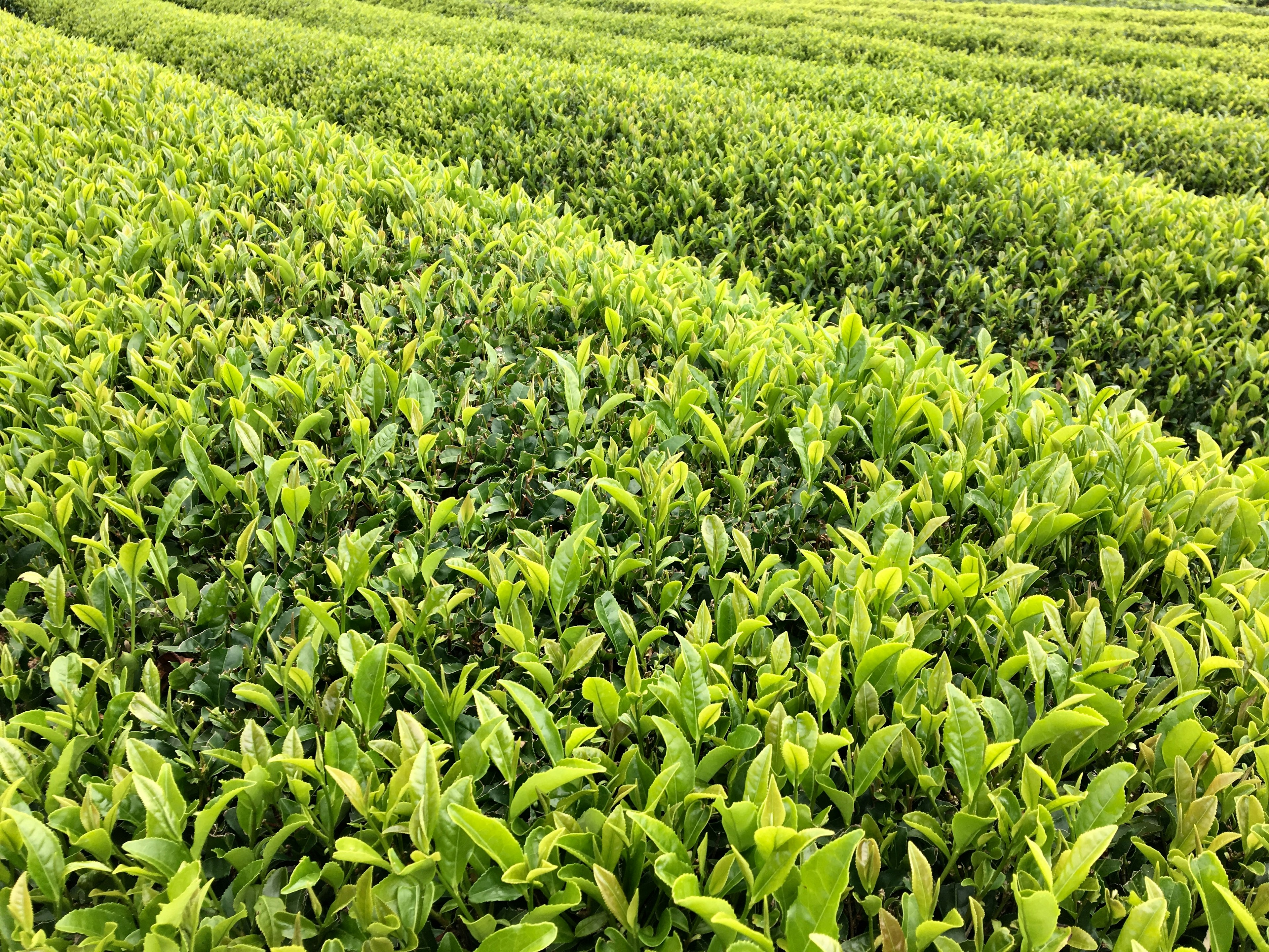 Ampi campi di tè verde che si estendono nel paesaggio