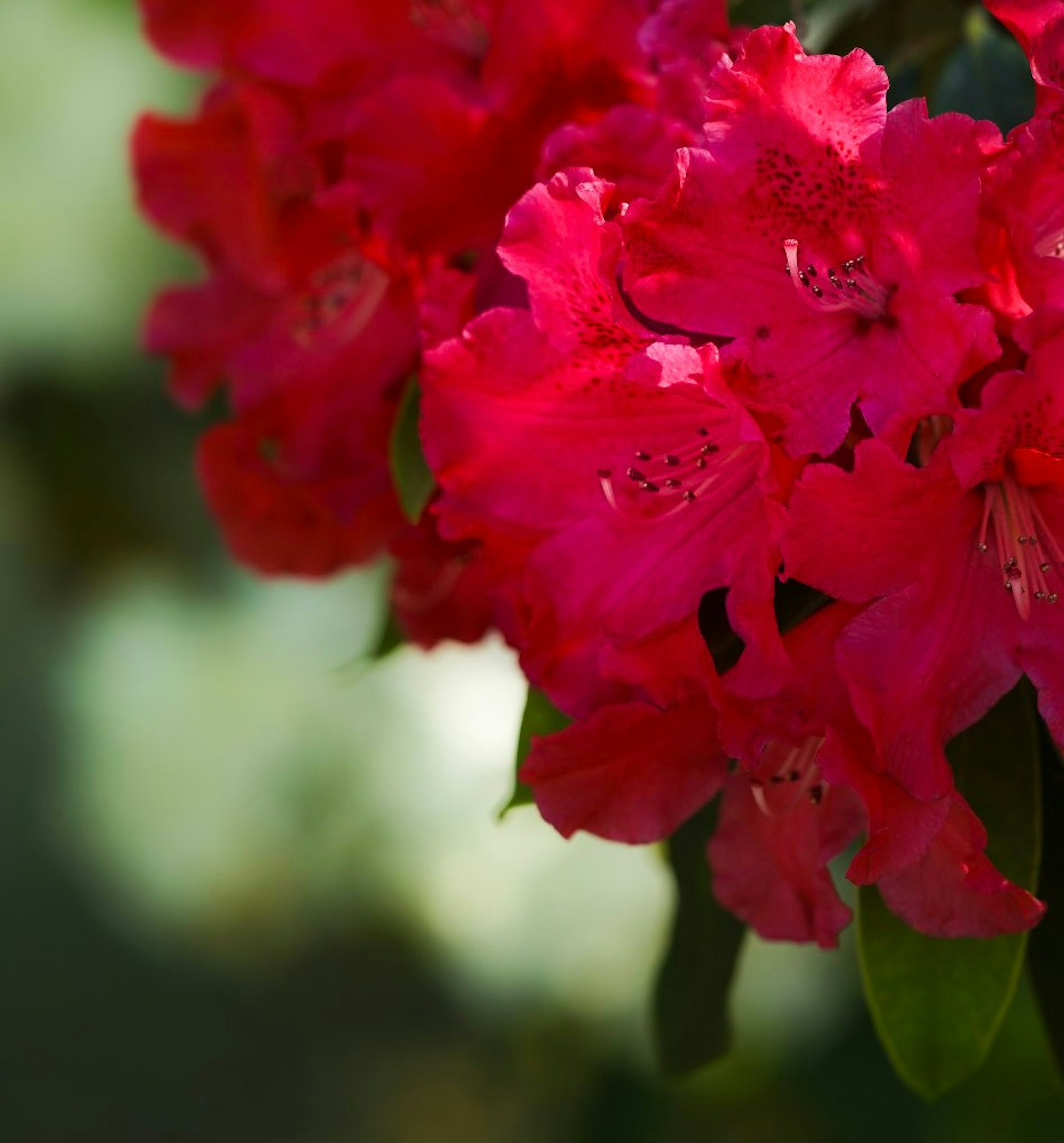 Bunga rhododendron merah muda yang cerah mekar