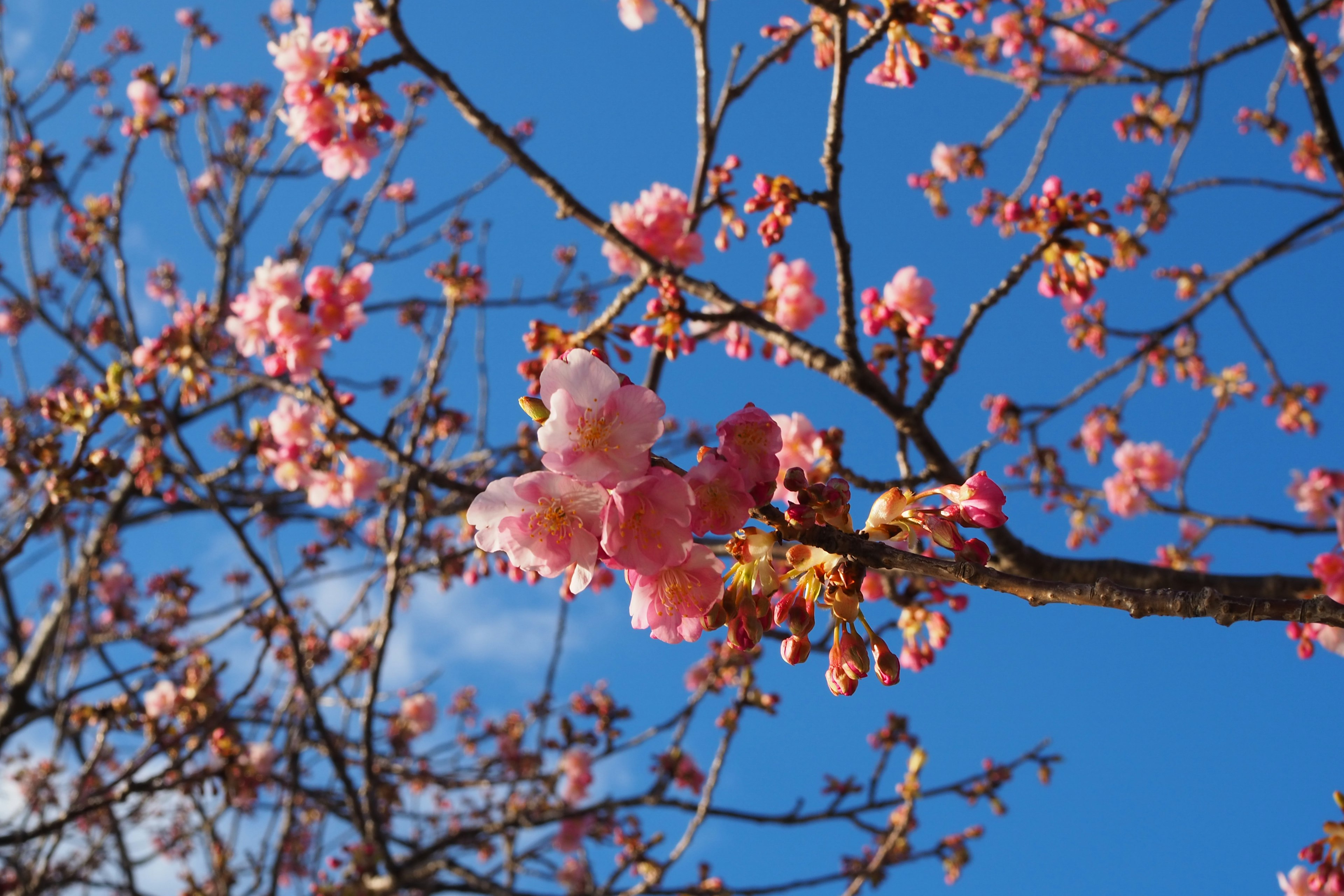 Cherry blossoms blooming against a blue sky