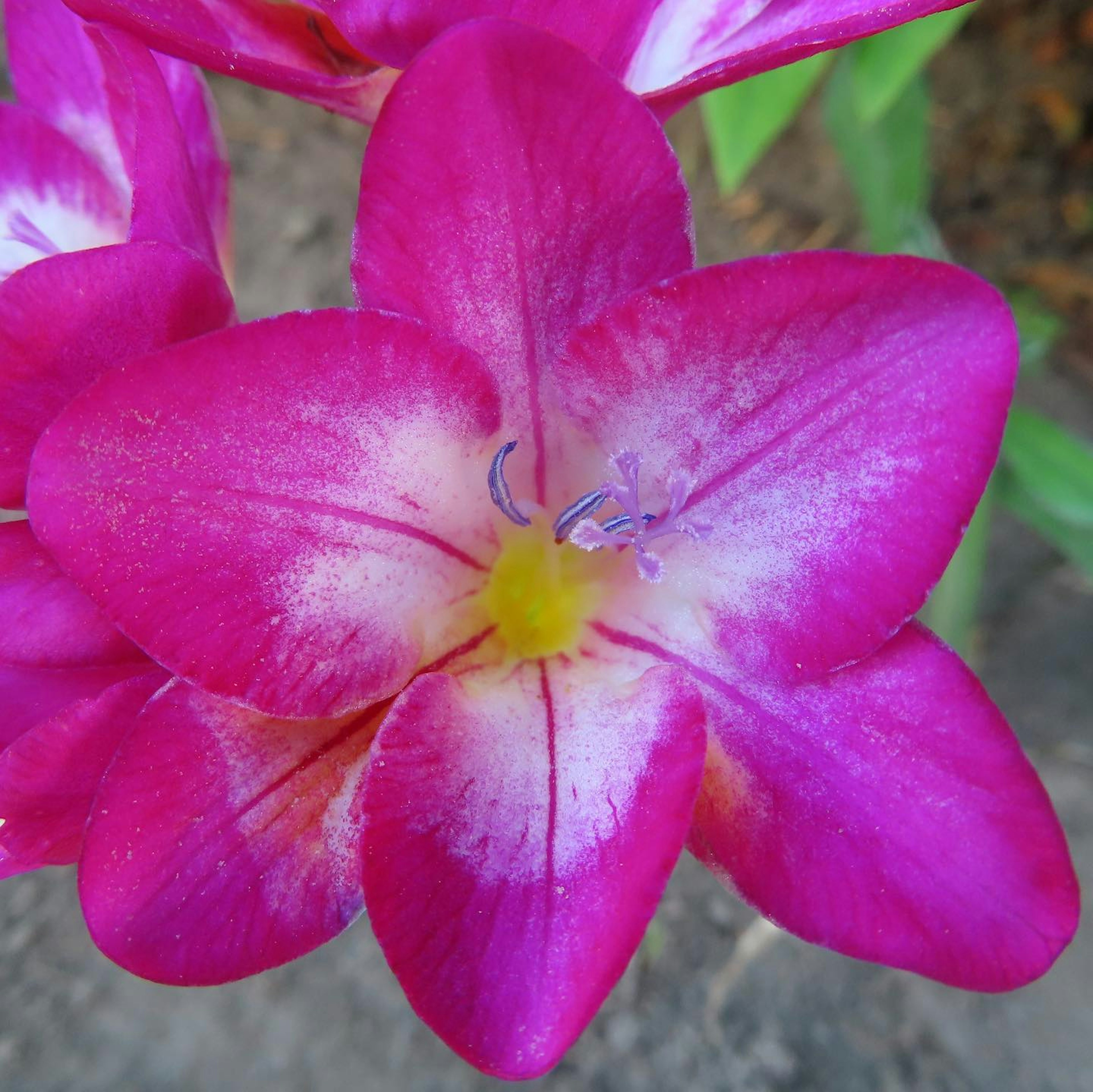 Acercamiento de una flor con pétalos rosas vibrantes