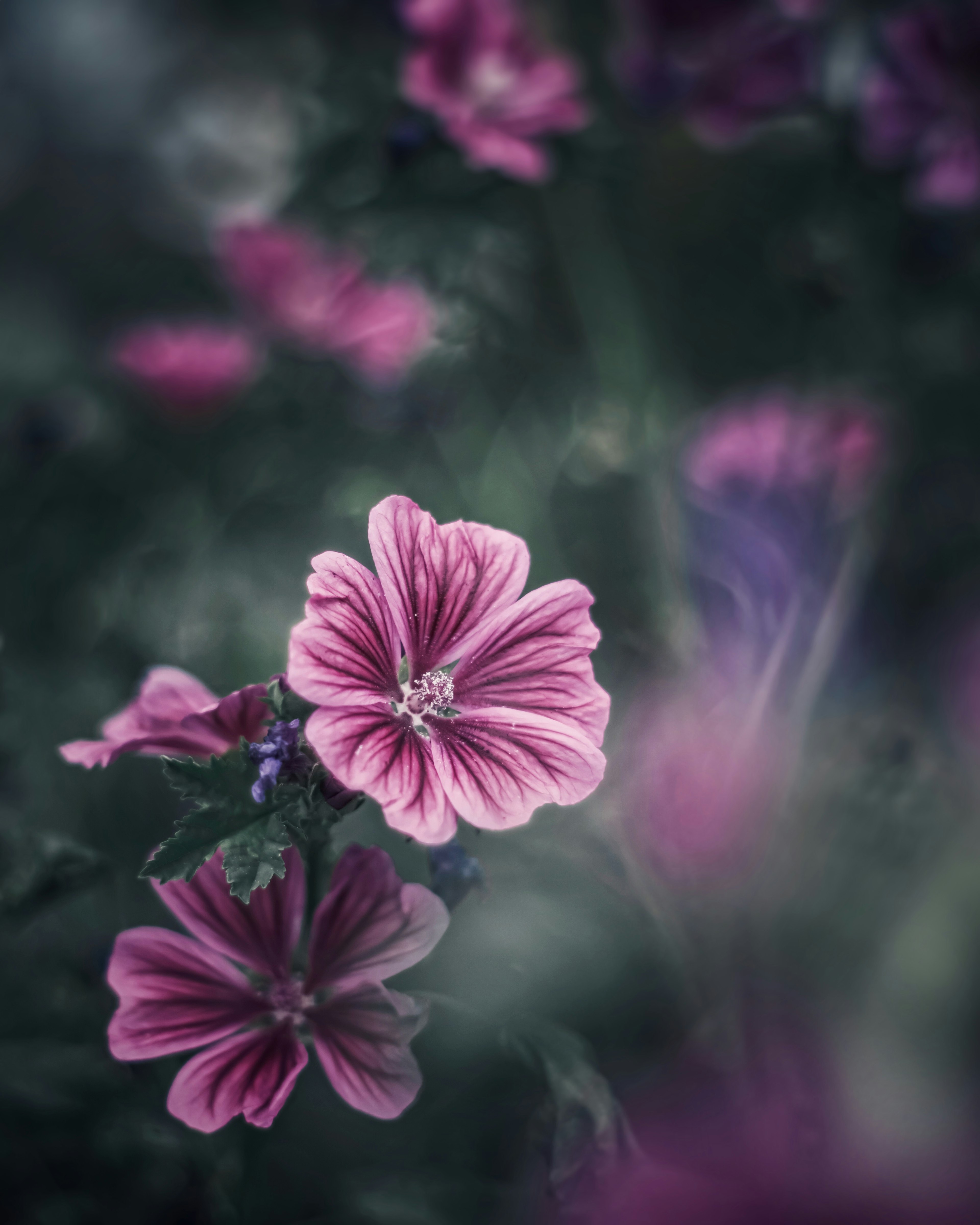 鮮やかな紫の花が咲いている風景のクローズアップ