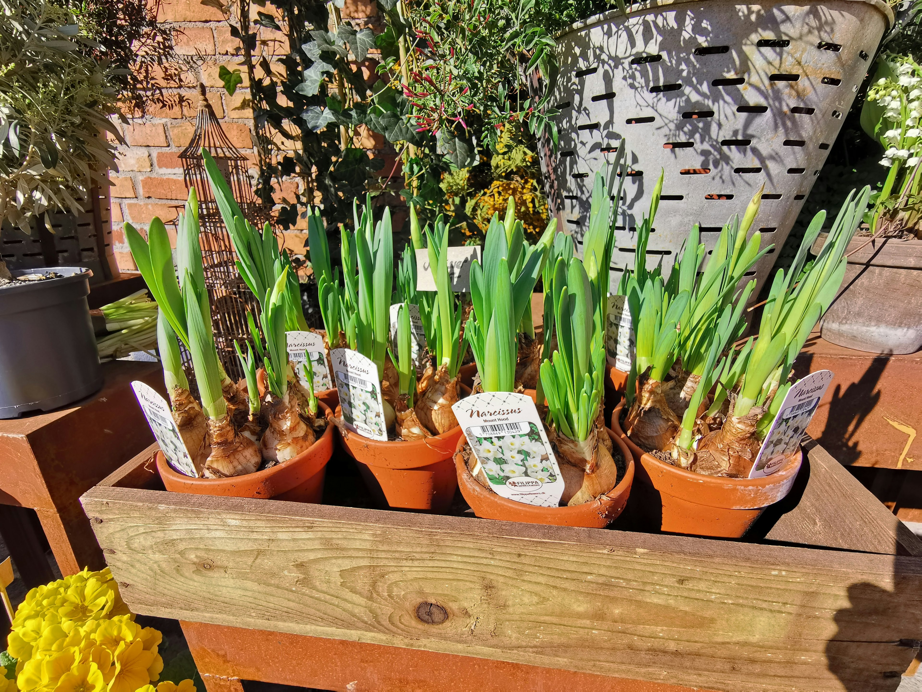 Bright garden scene with potted bulb plants displaying green shoots