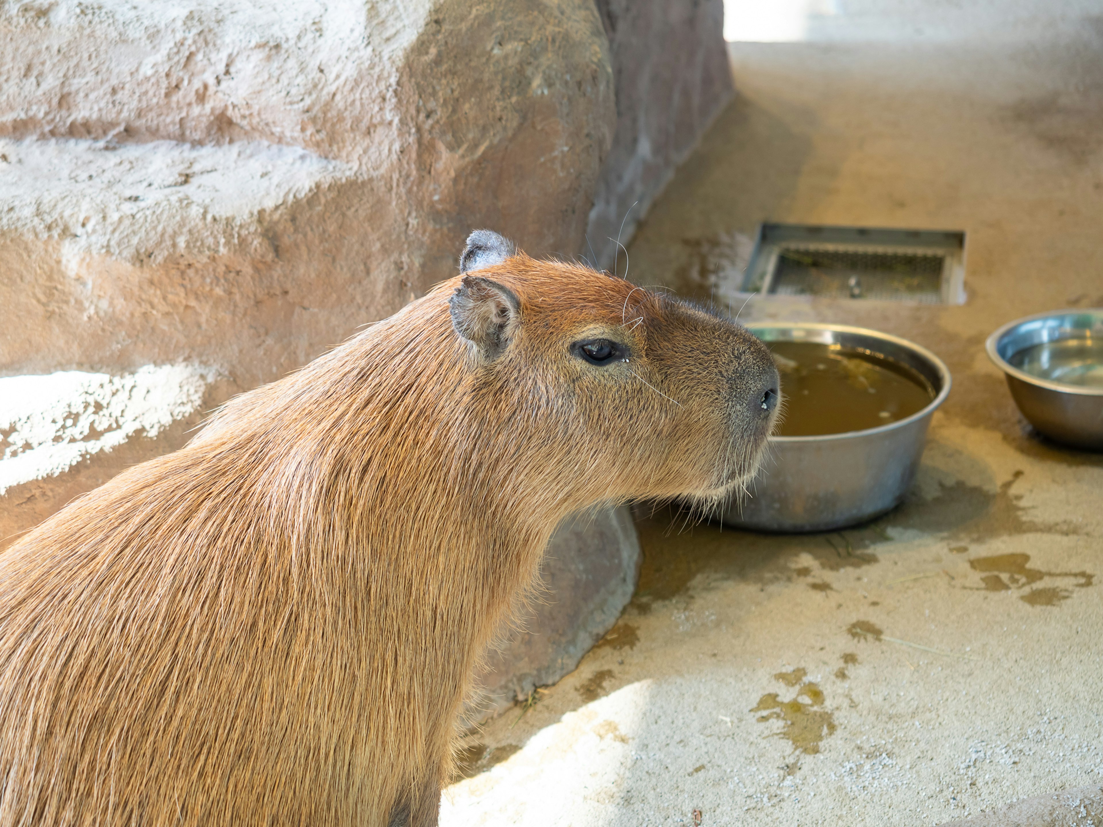 Capybara near a water bowl