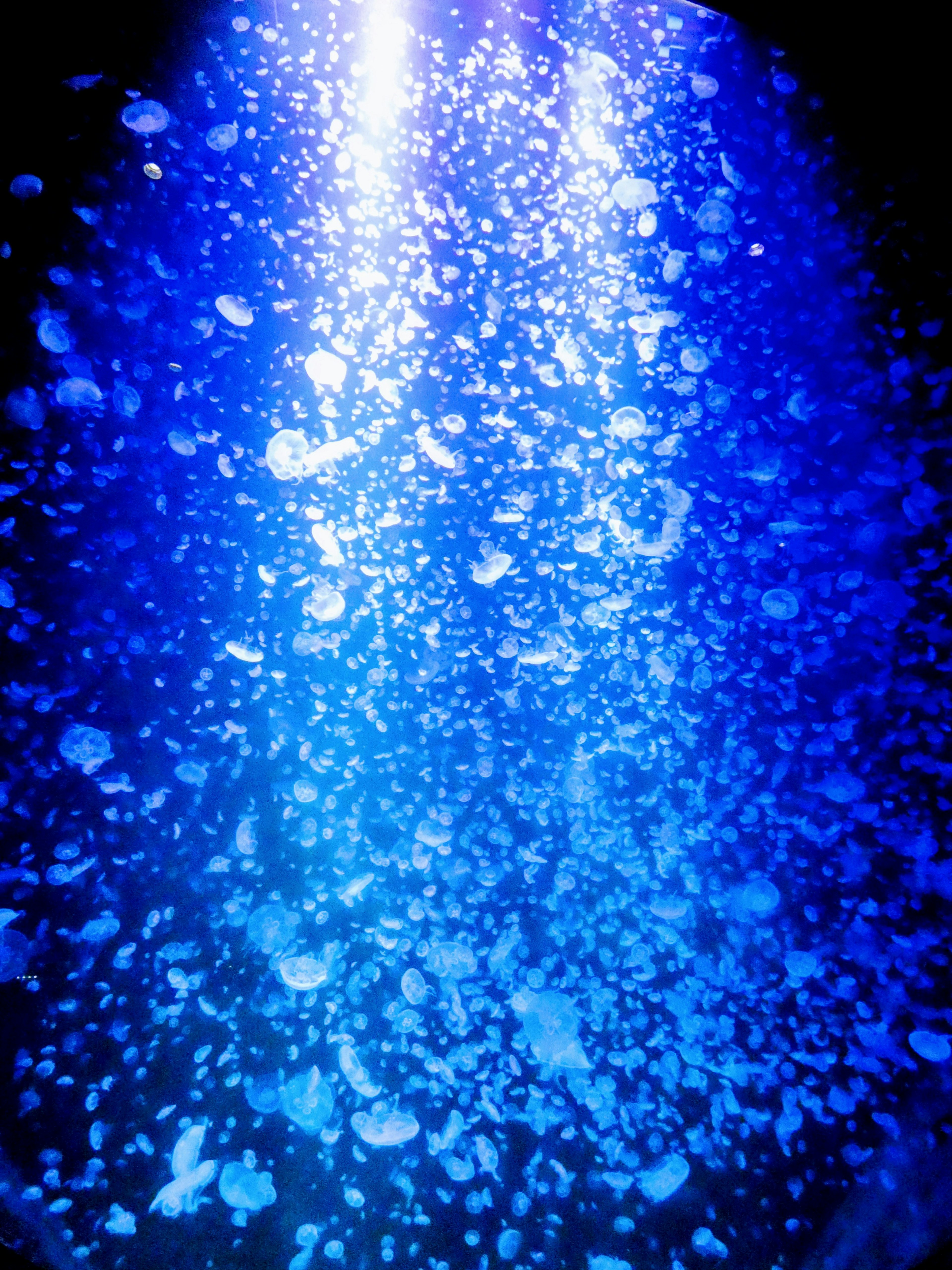 Underwater scene with bubbles rising in blue light