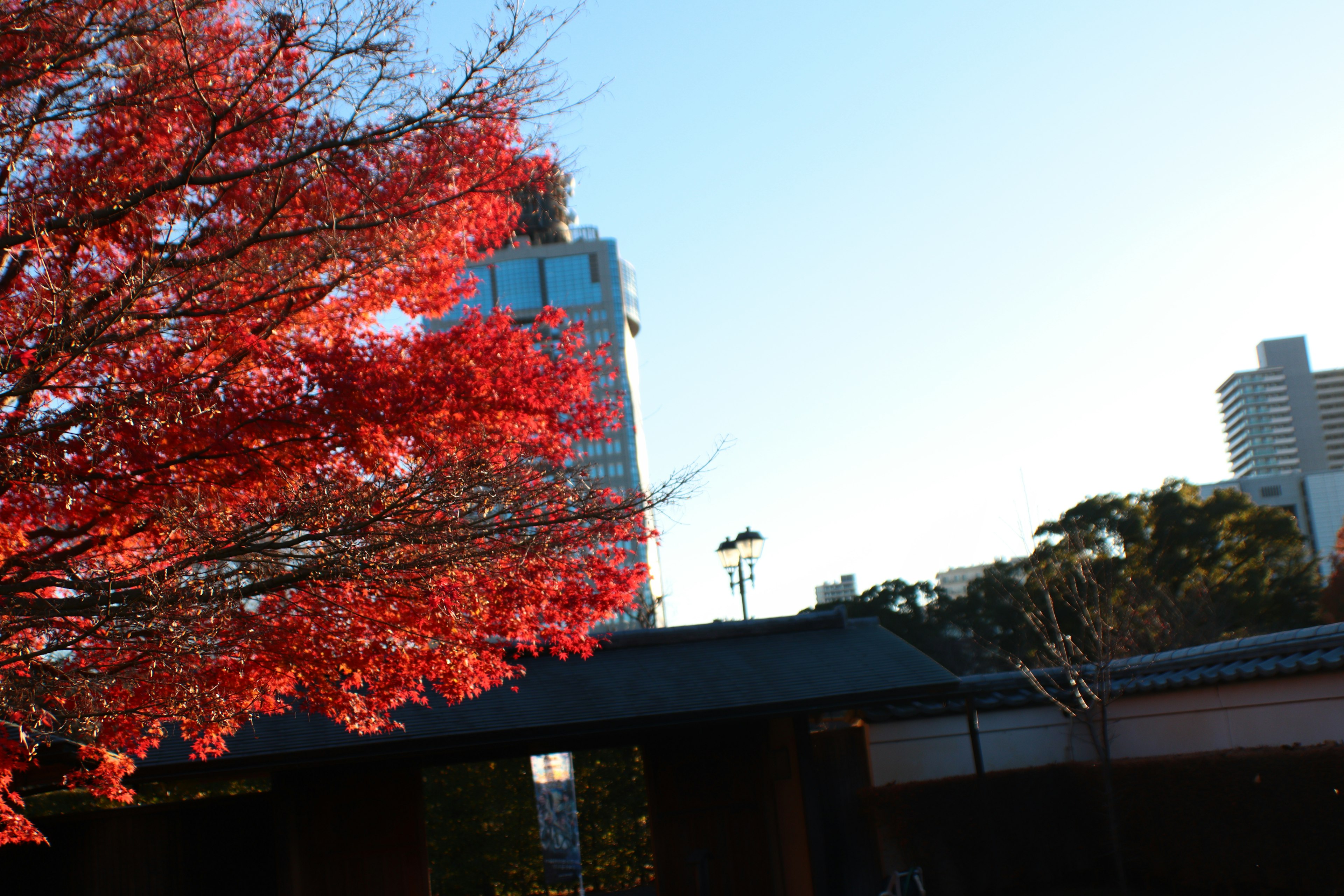 城市背景下鮮豔的紅色秋葉