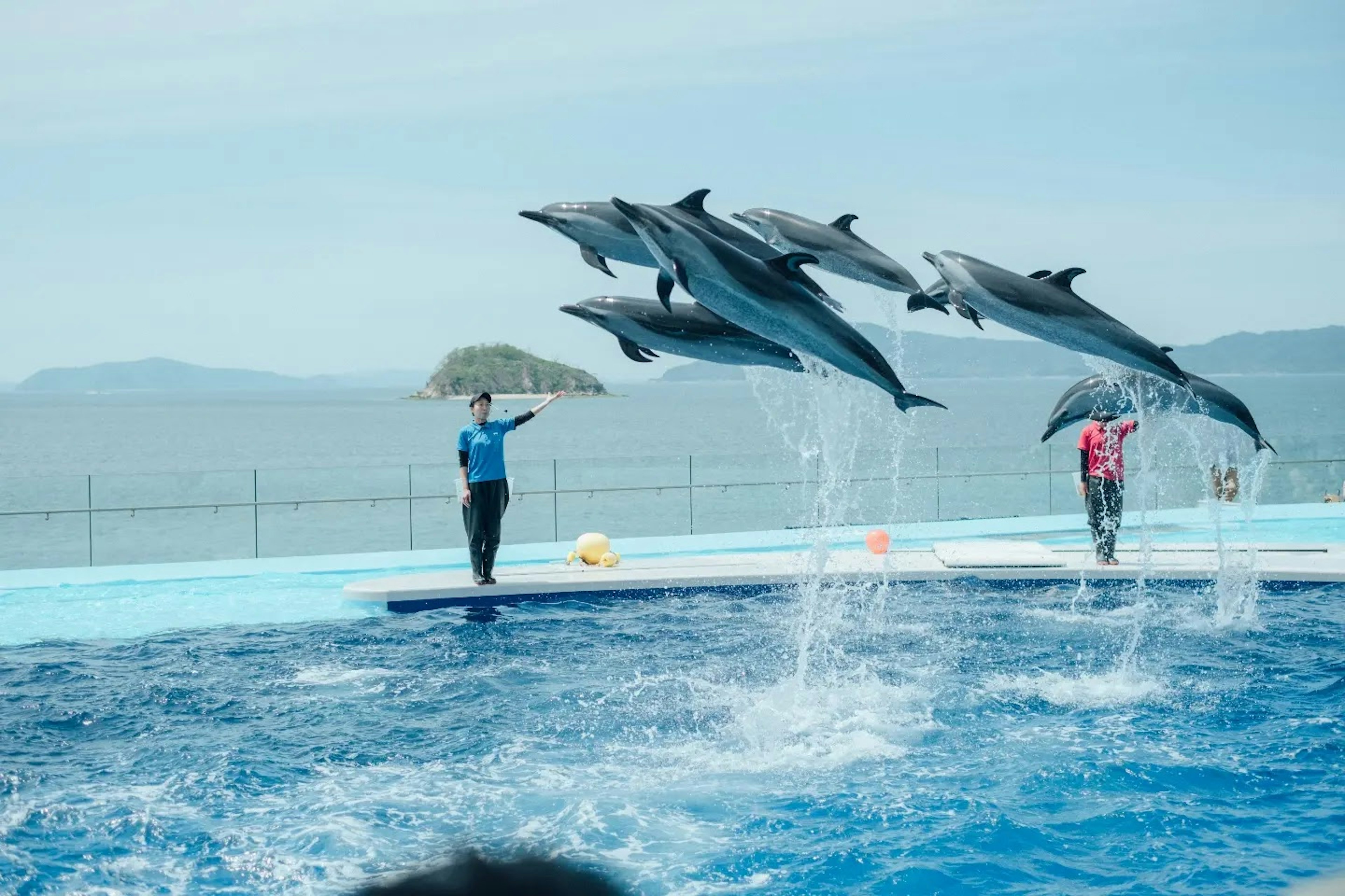 イルカがジャンプしている水族館のパフォーマンスで人が傘を持っている