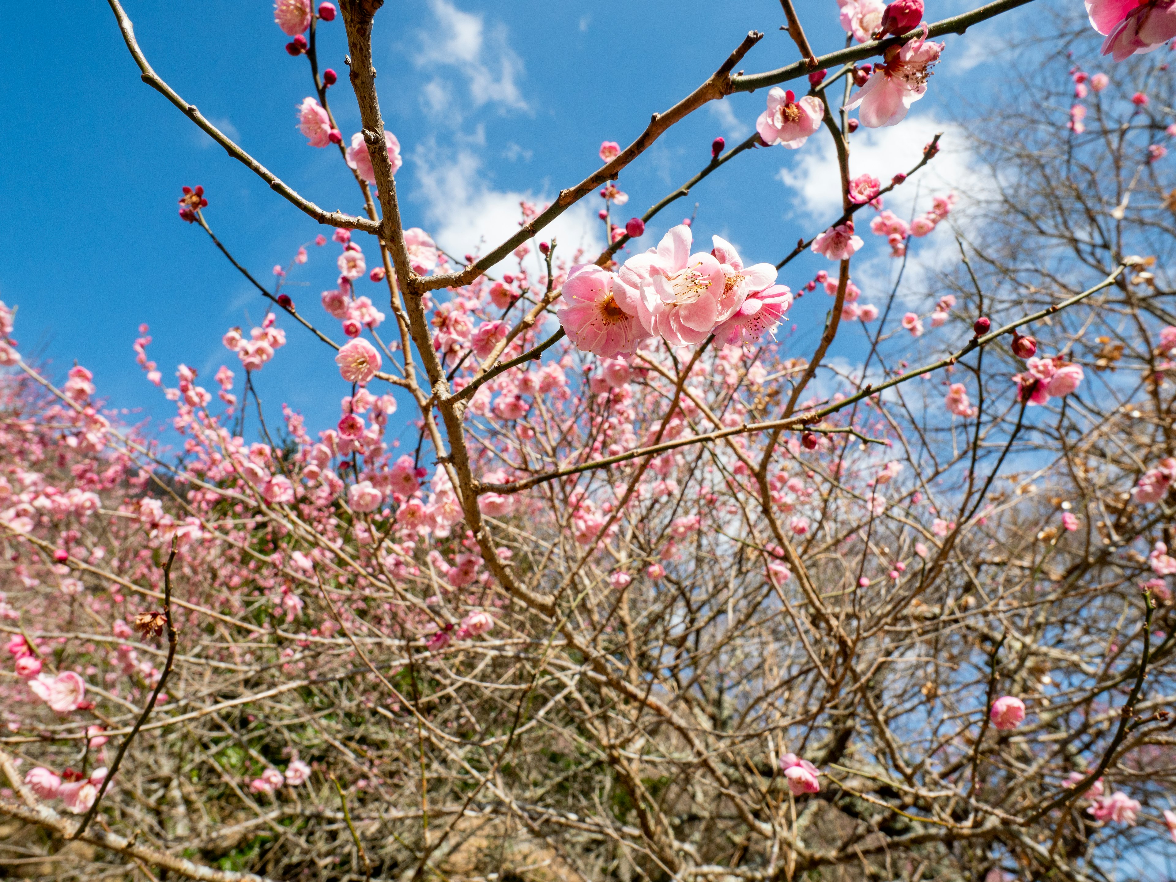 Close-up of cherry blossom flowers and branches under blue sky