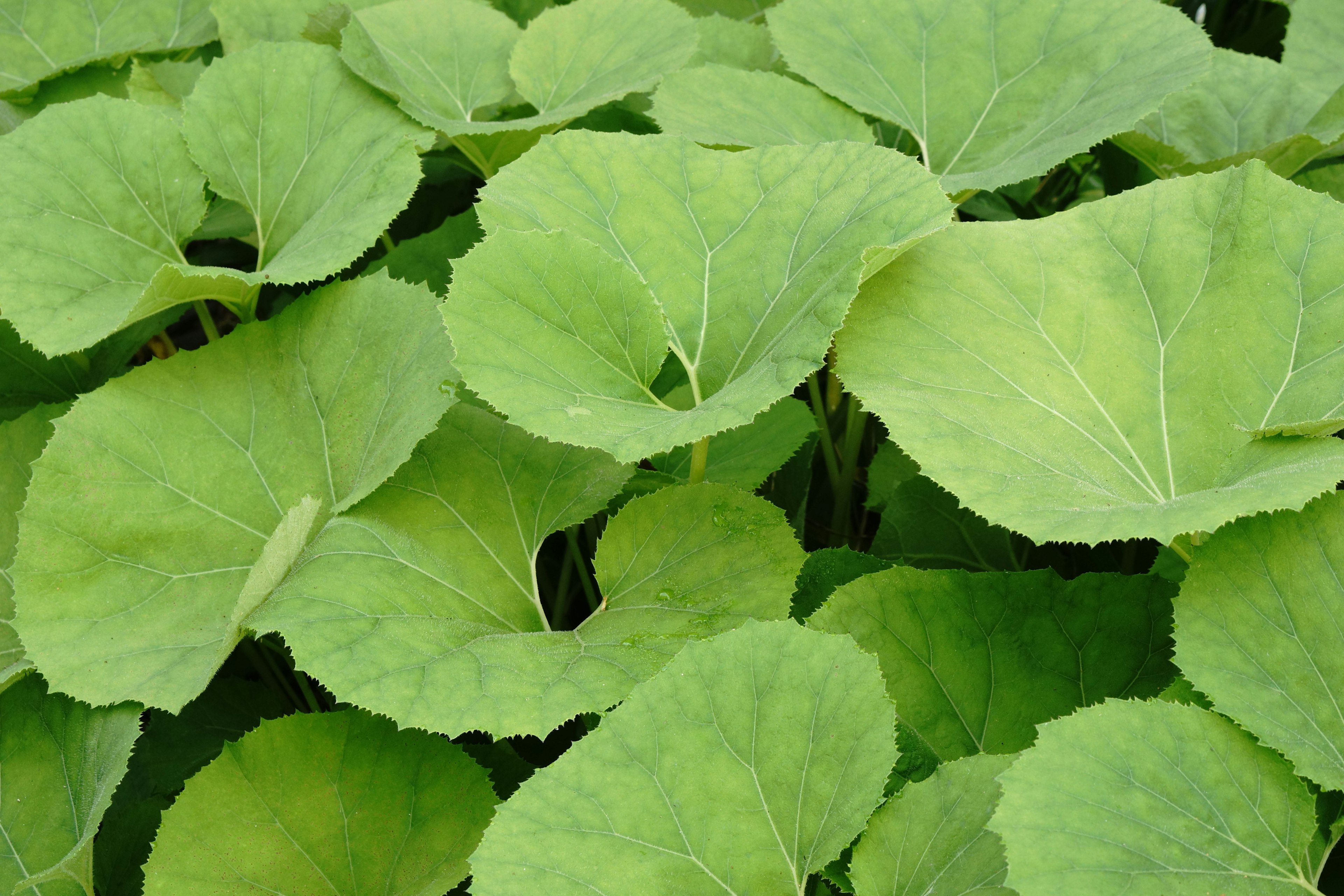 Arrangement dense de grandes feuilles vertes