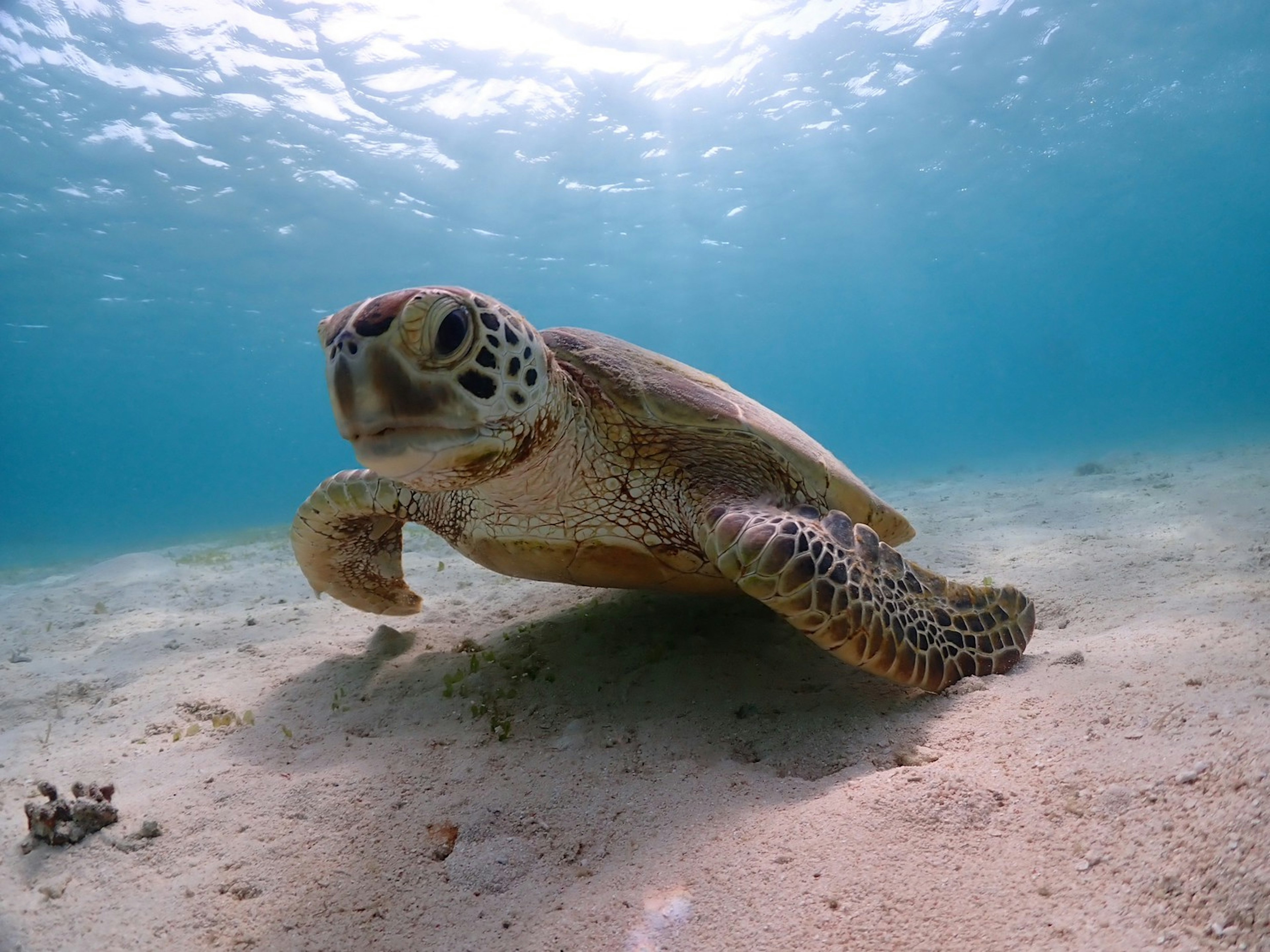 Primer plano de una tortuga nadando bajo el agua