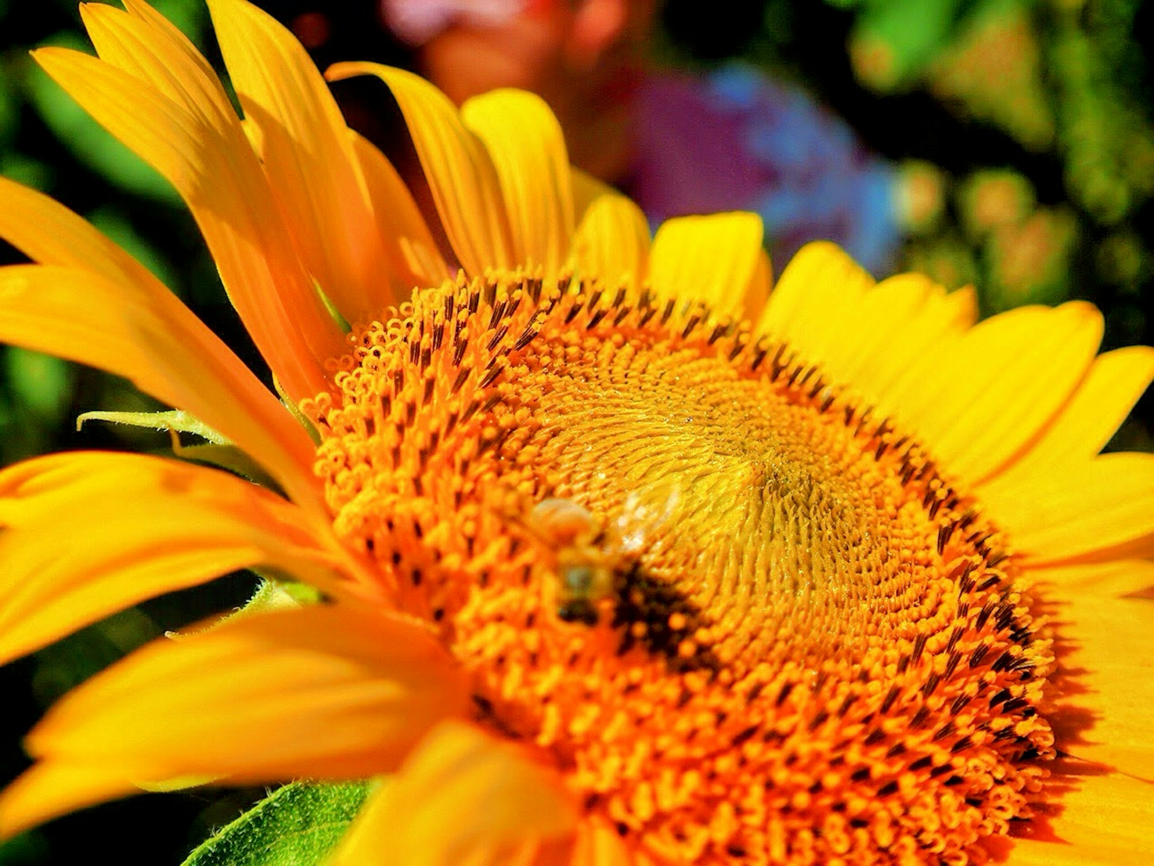 Nahaufnahme eines lebhaften gelben Sonnenblumen