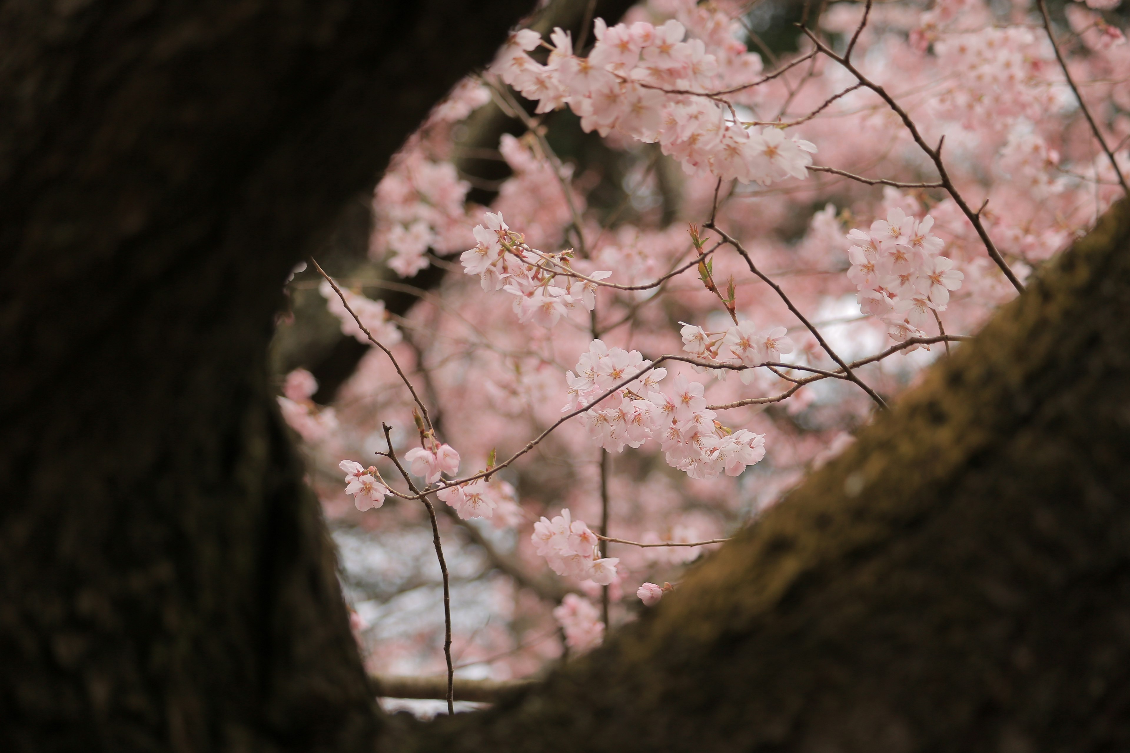 View of cherry blossoms through a tree trunk