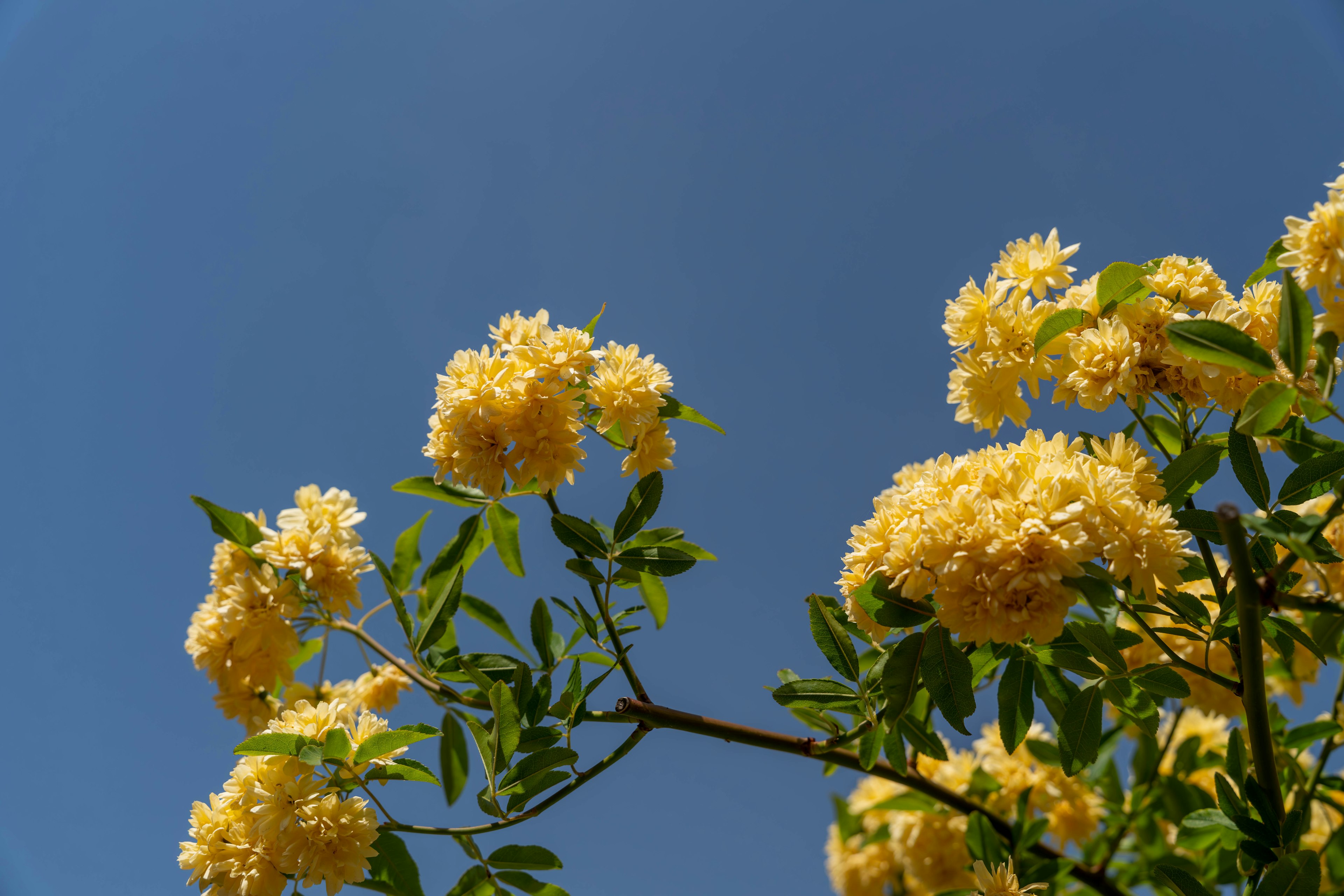 Branch of yellow flowers blooming against the blue sky