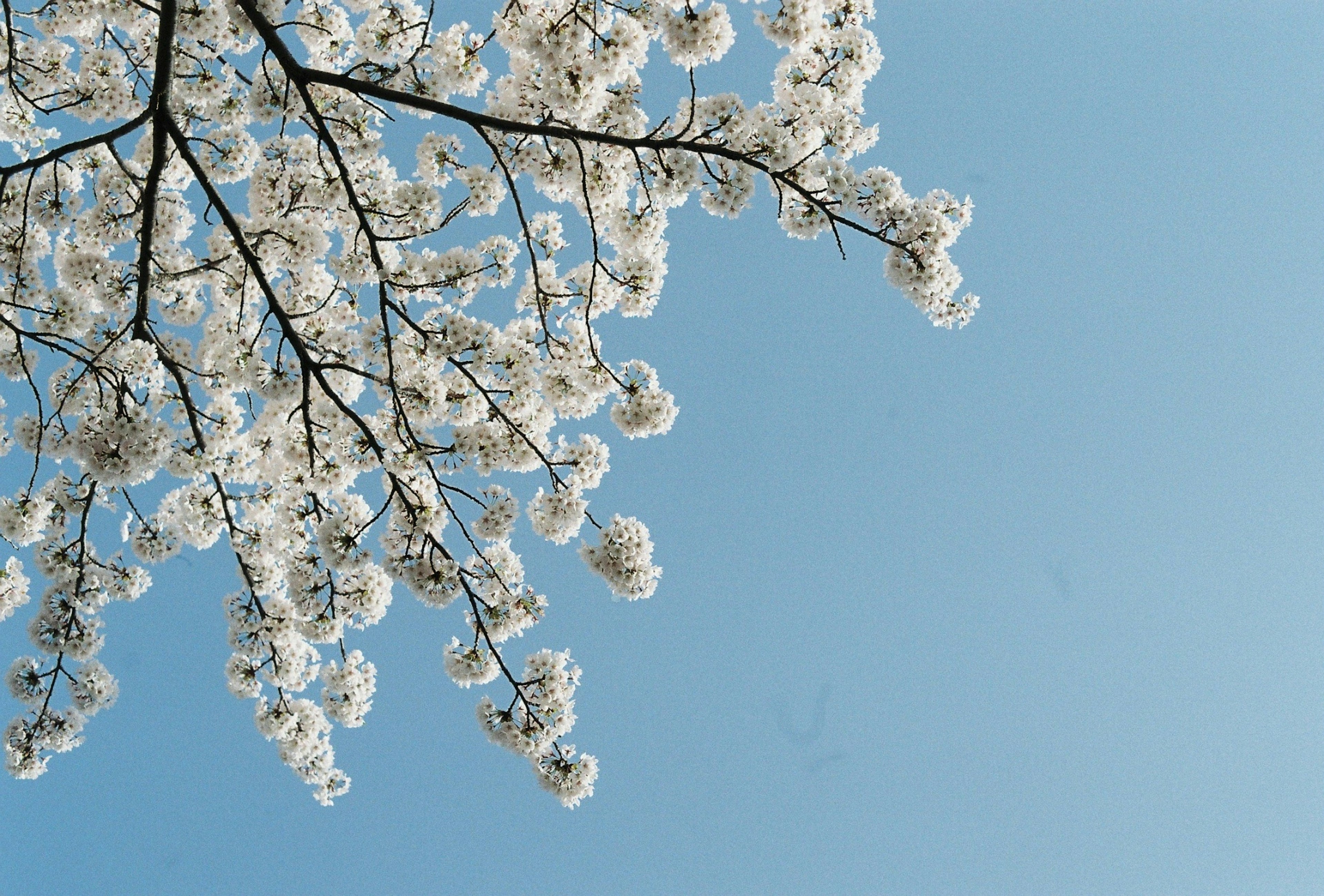 Rama de flores blancas contra un cielo azul