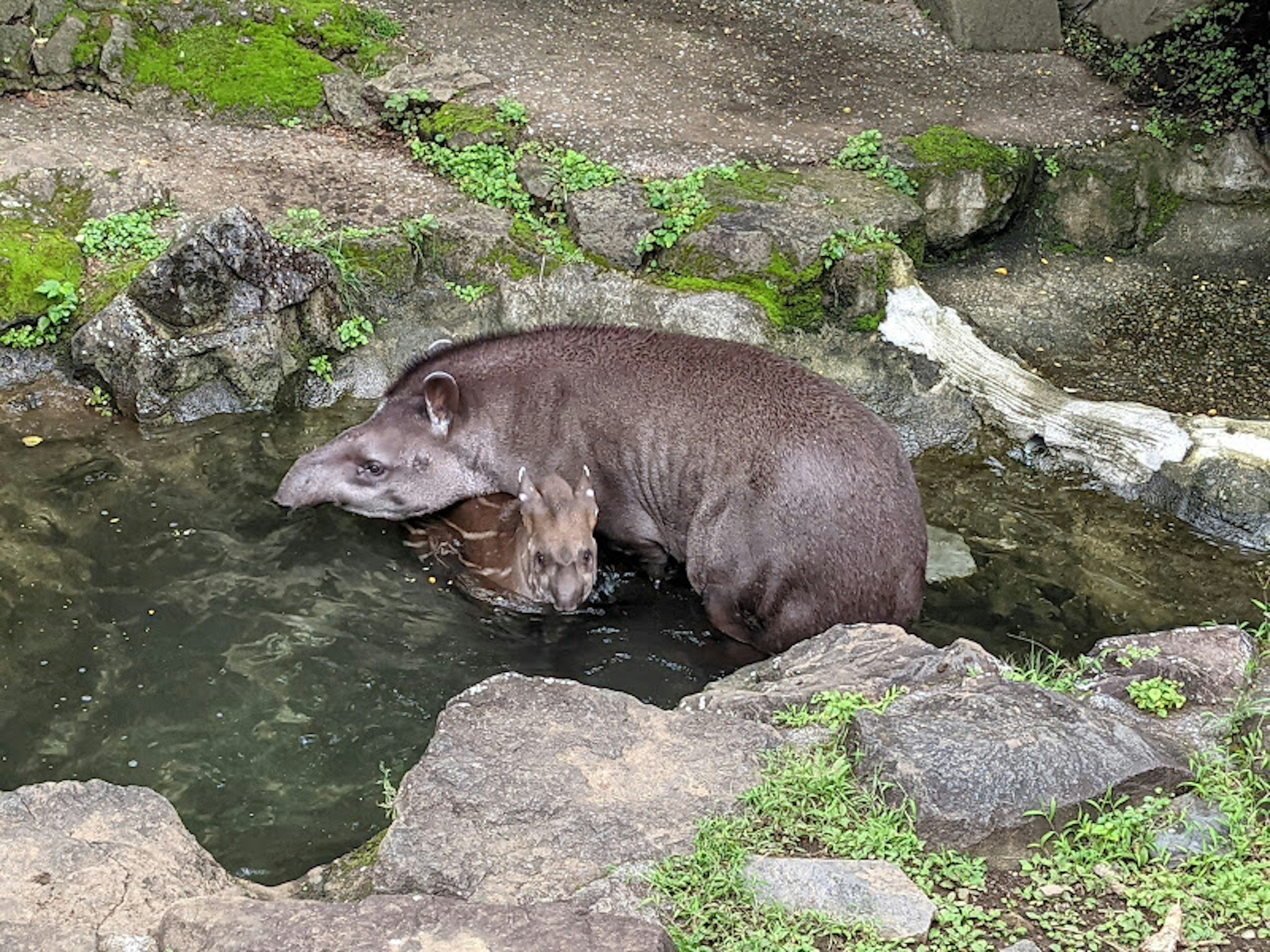 Tapir malayo descansando contra un tronco en un estanque poco profundo