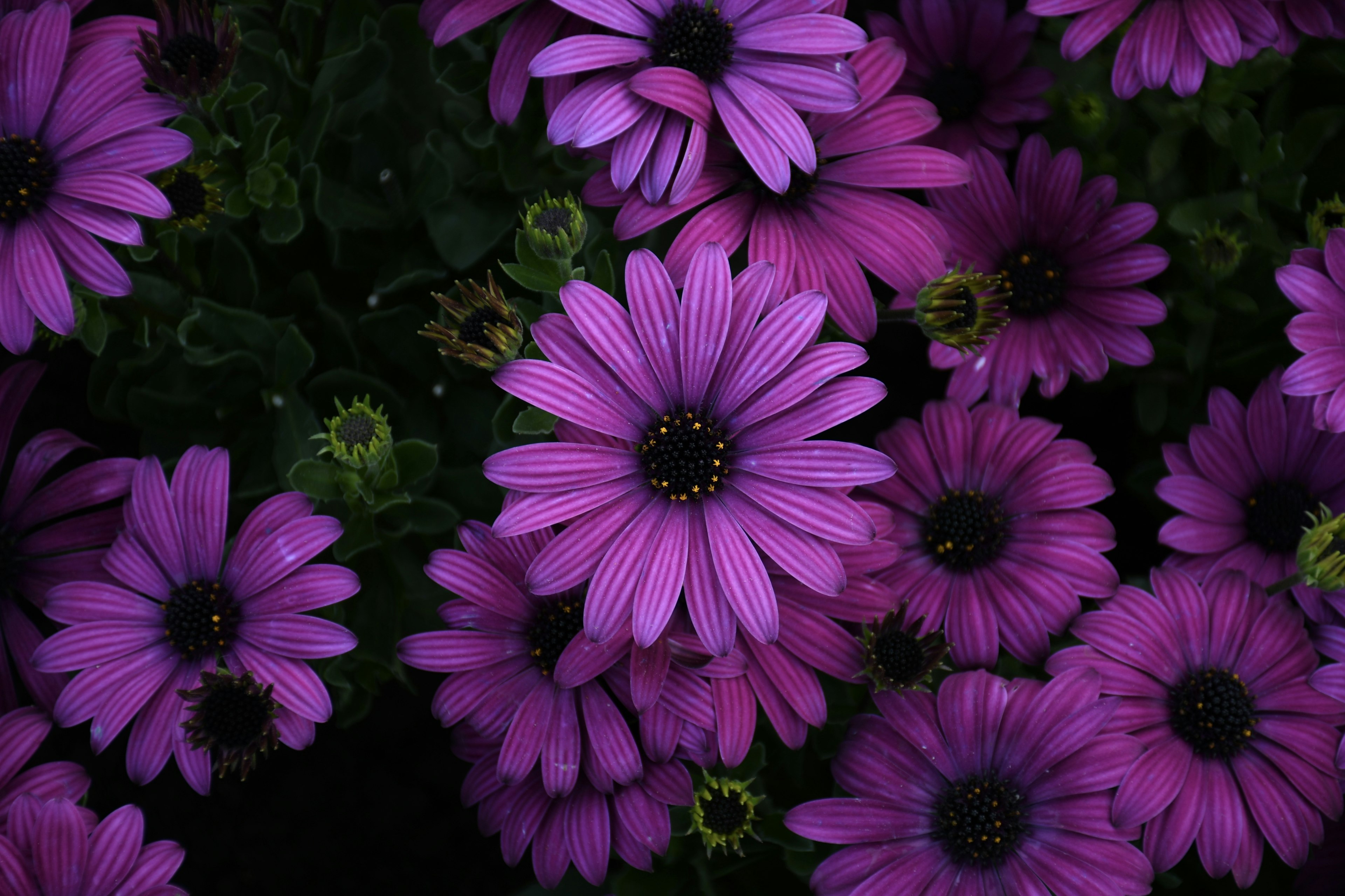 Una exhibición vibrante de flores moradas en plena floración