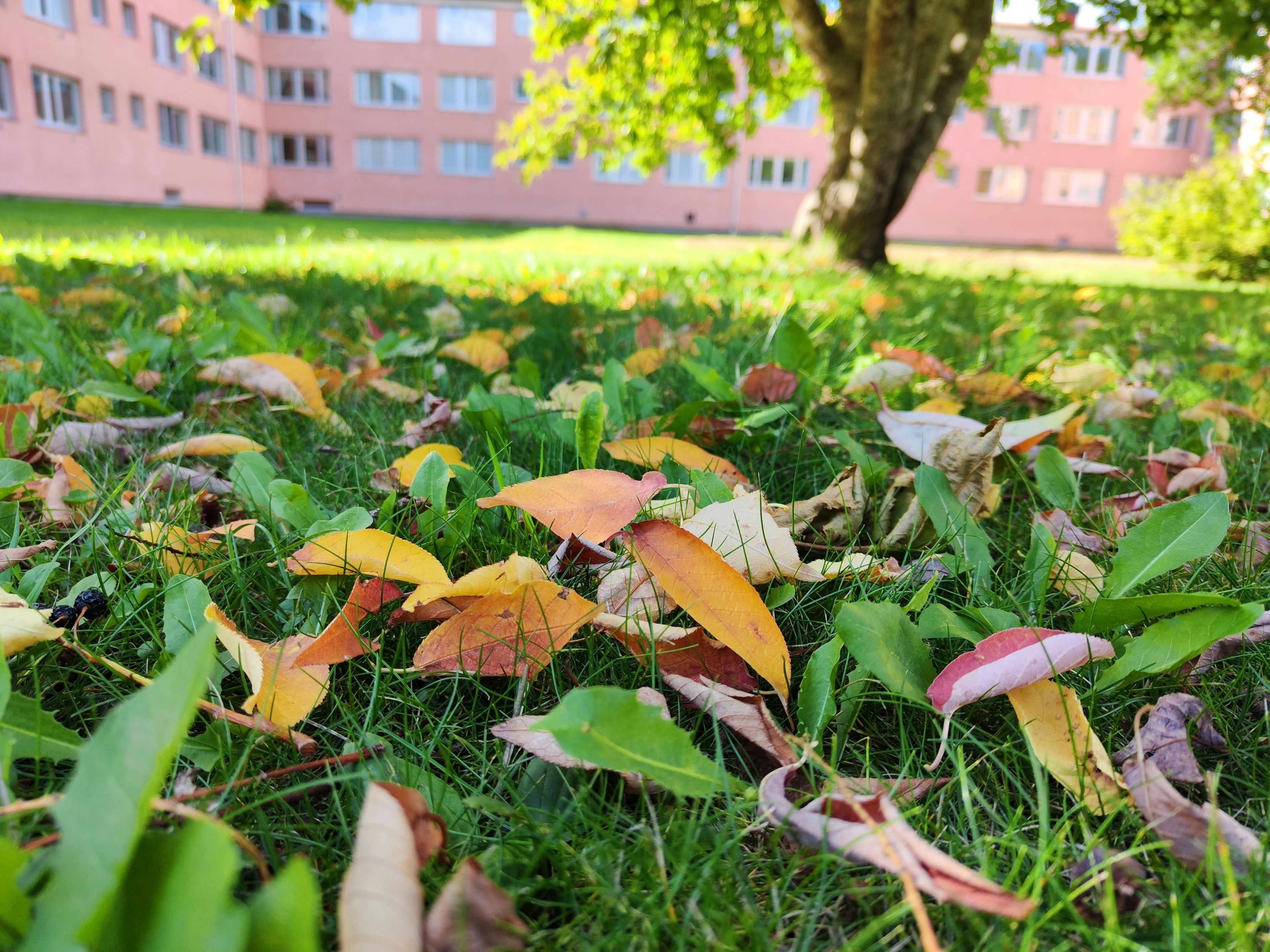 Hojas caídas de colores esparcidas sobre el césped con un árbol