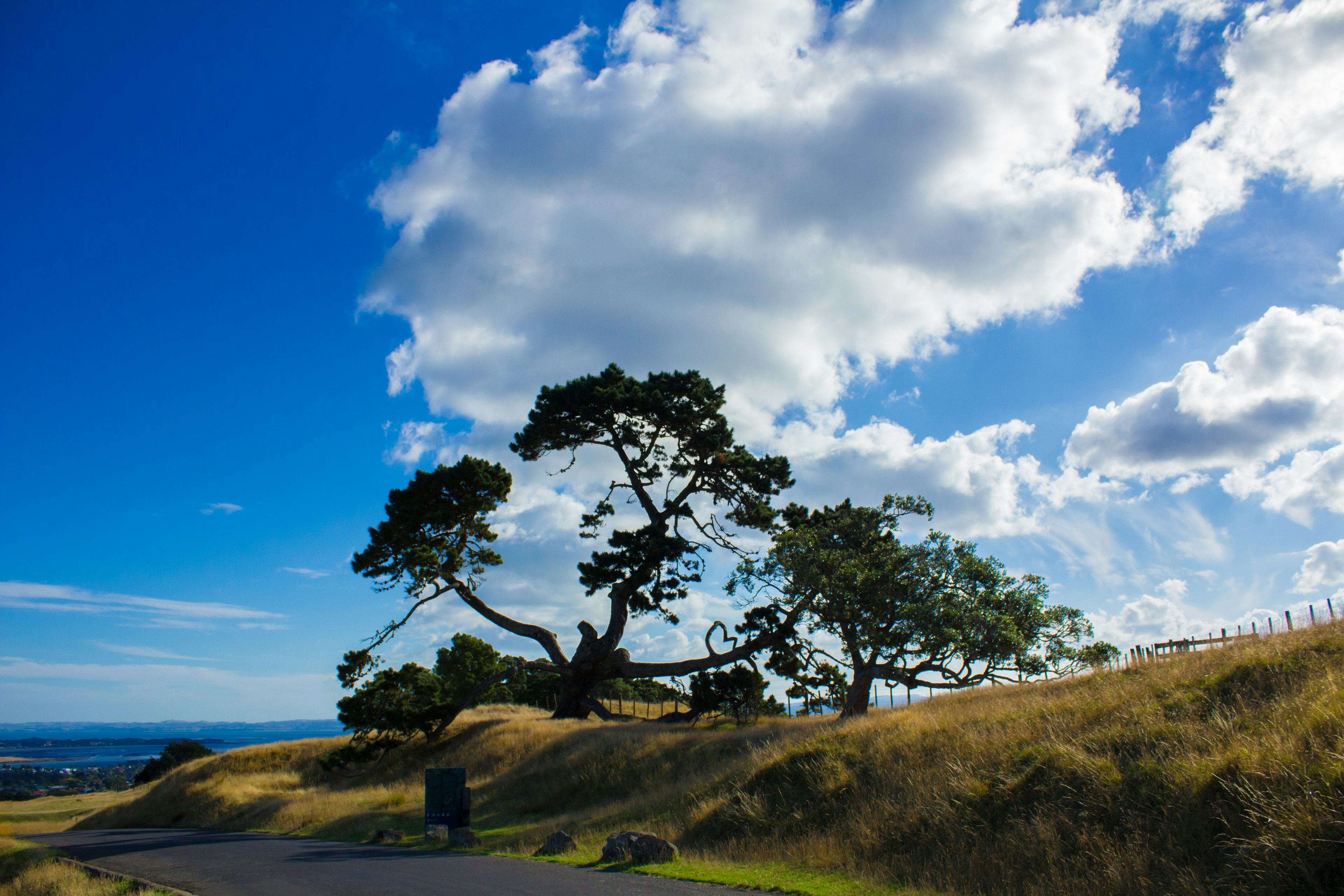 Un albero distintivo su una collina sotto un cielo blu con nuvole bianche