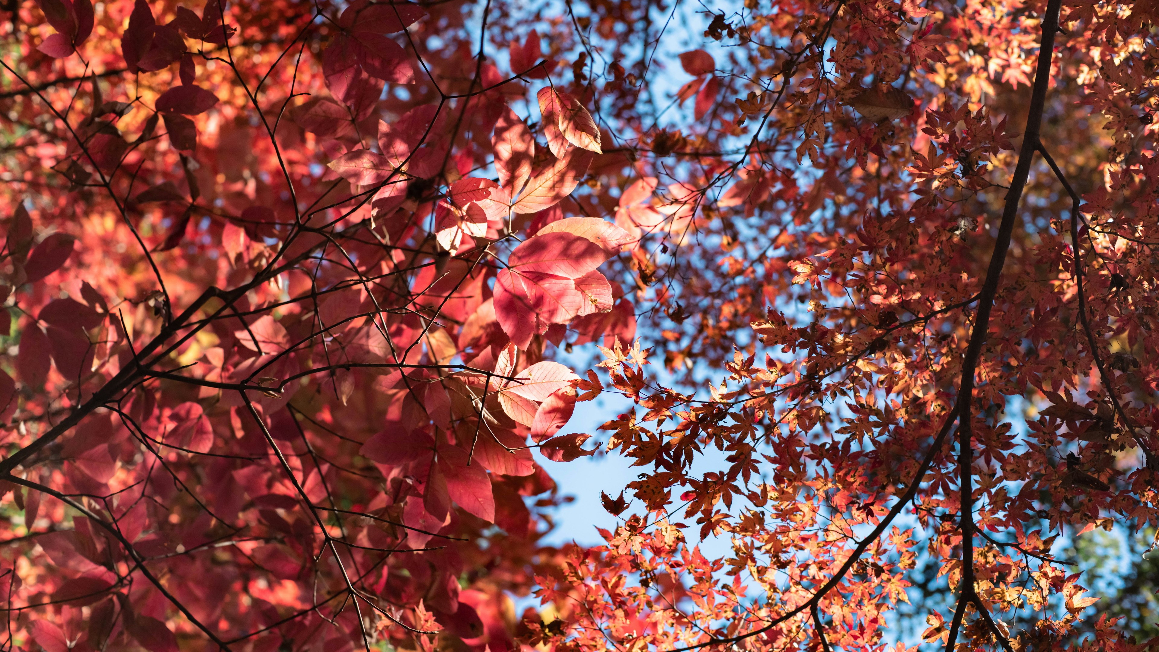 Foglie autunnali rosse e arancioni contro un cielo blu