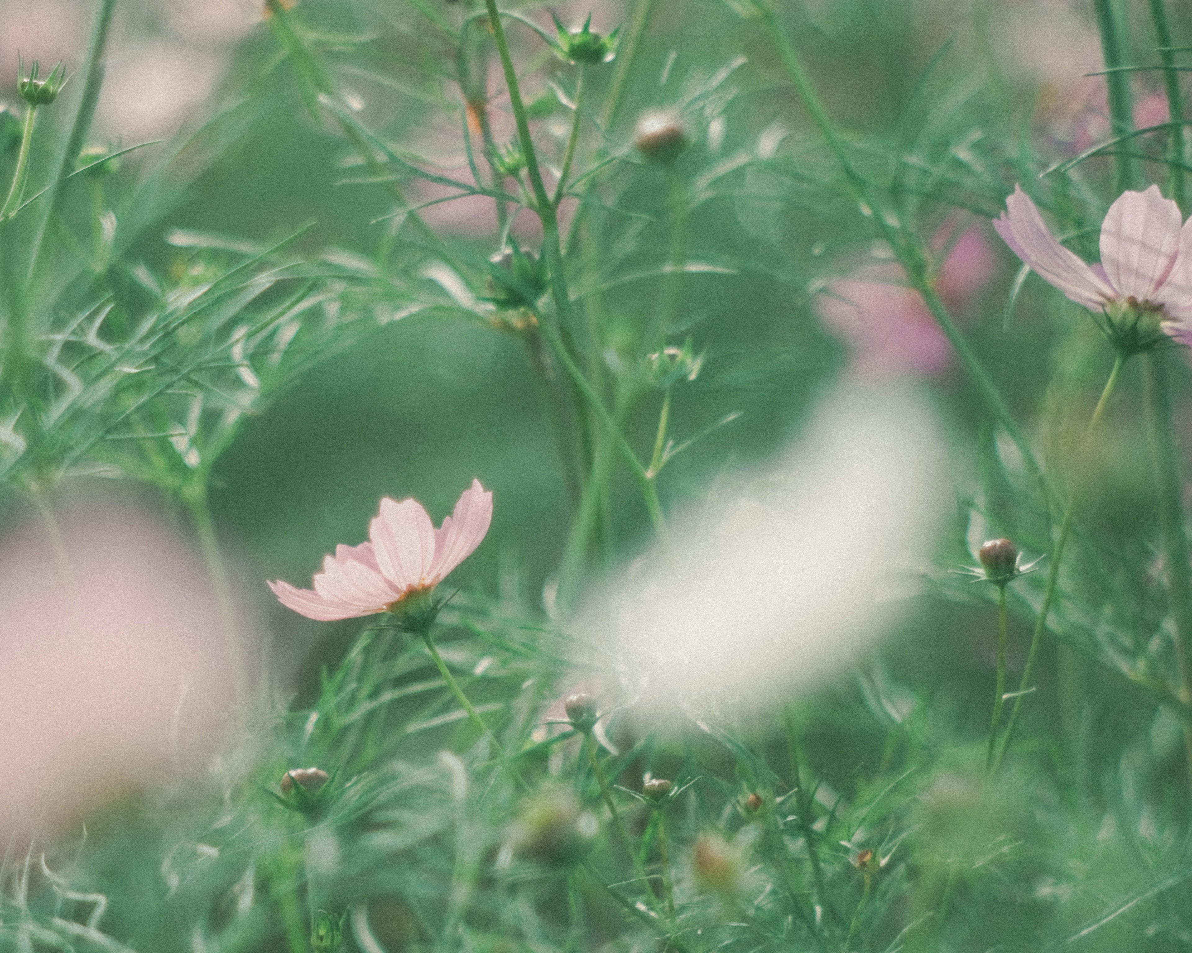 Sanfte Farben von Kosmosblumen blühen vor grünem Hintergrund