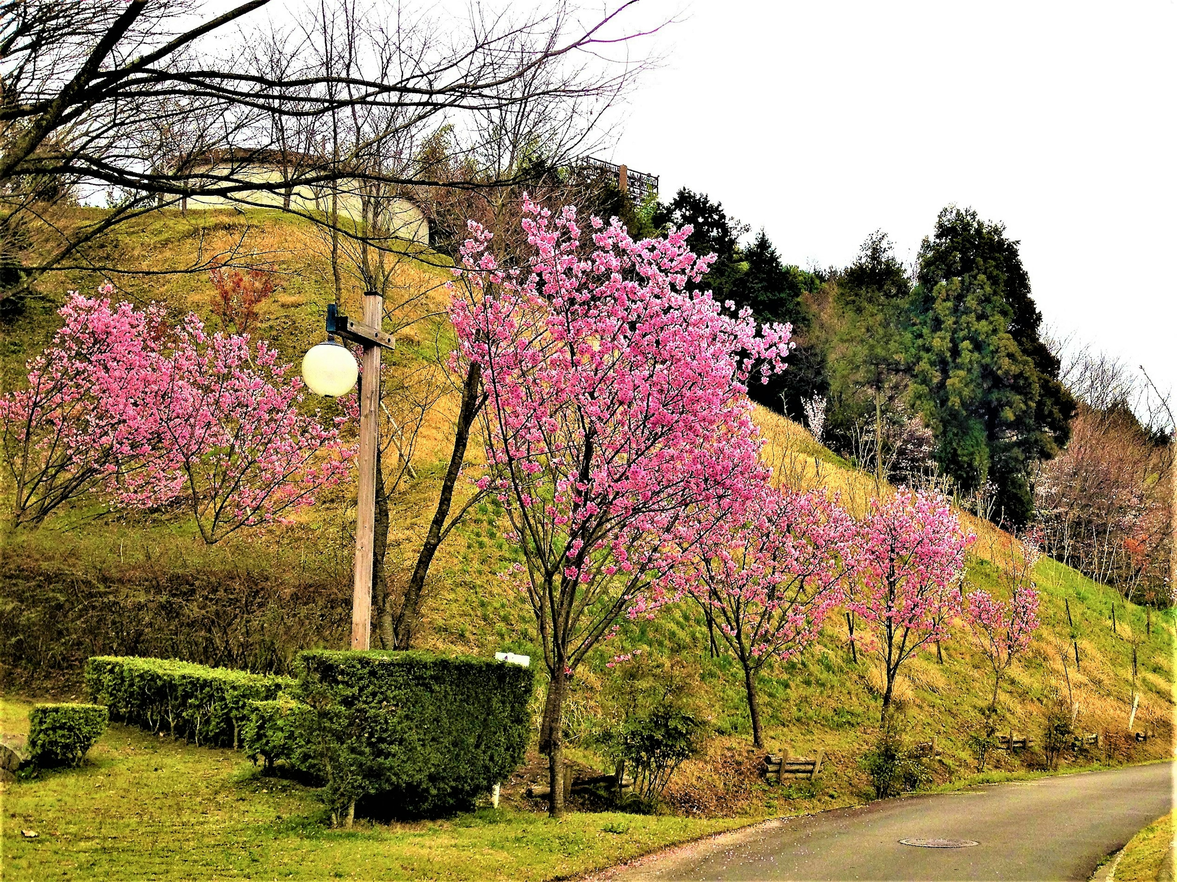 Pemandangan pohon sakura di sepanjang bukit