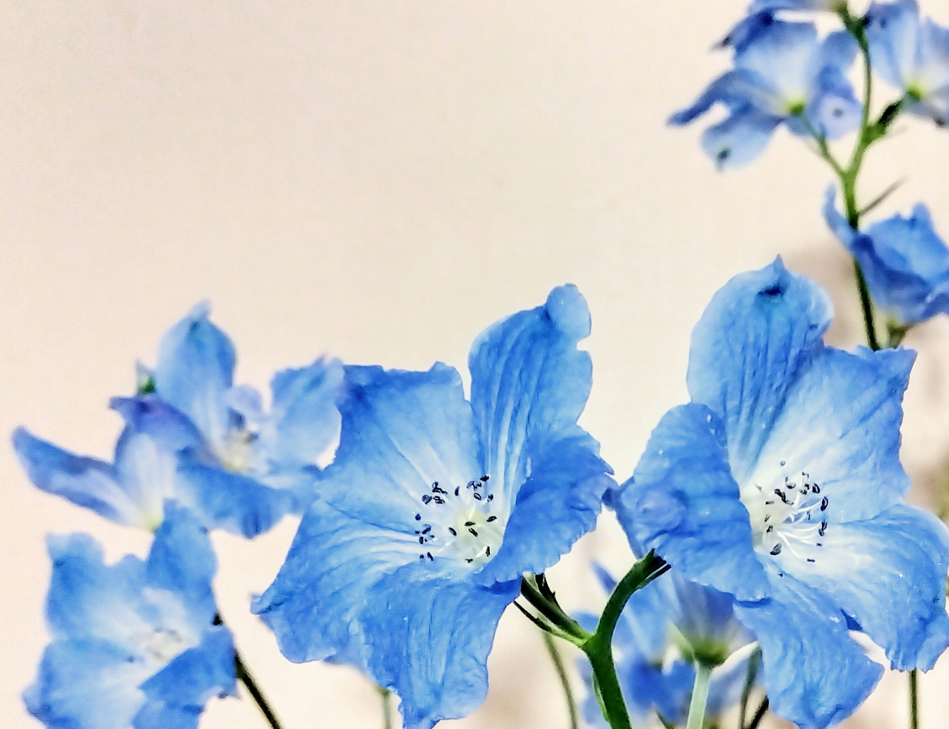 Blue delphinium flowers in bloom