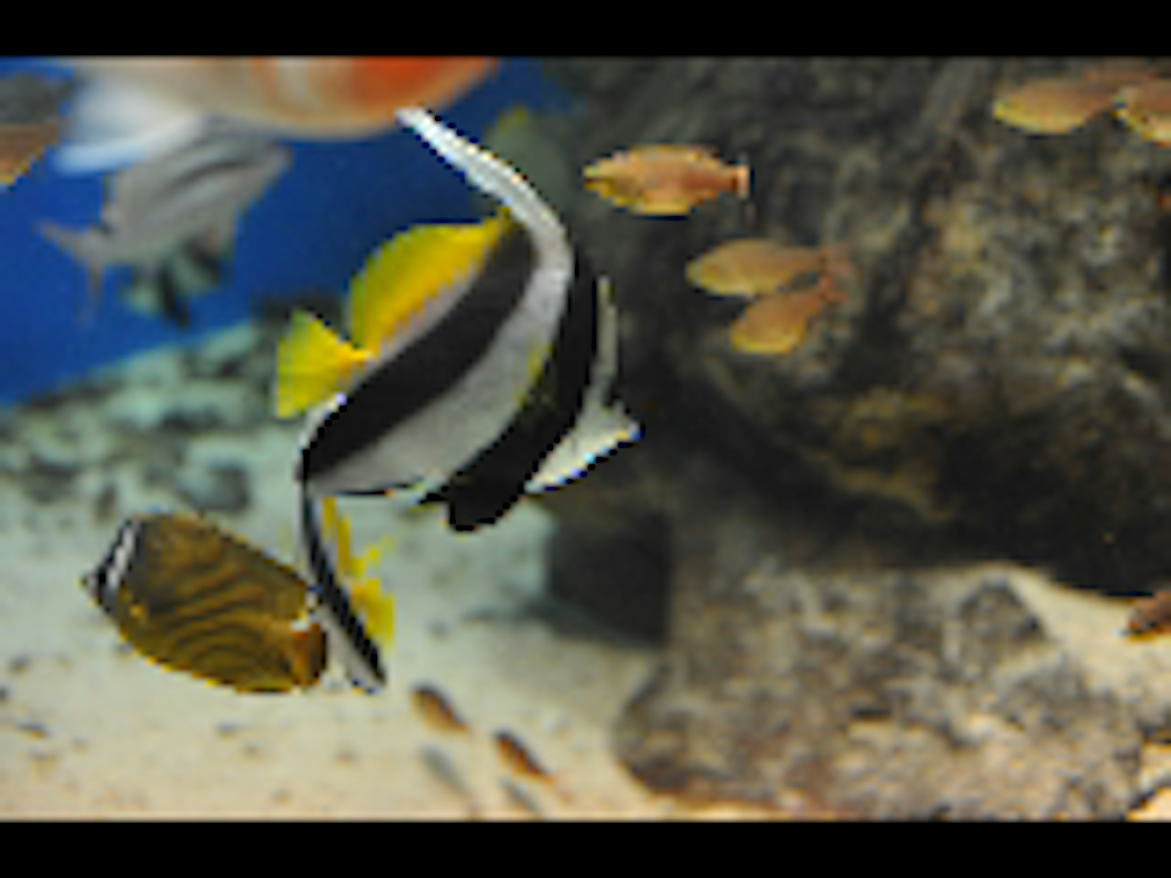 Peces coloridos nadando en un acuario con una roca grande