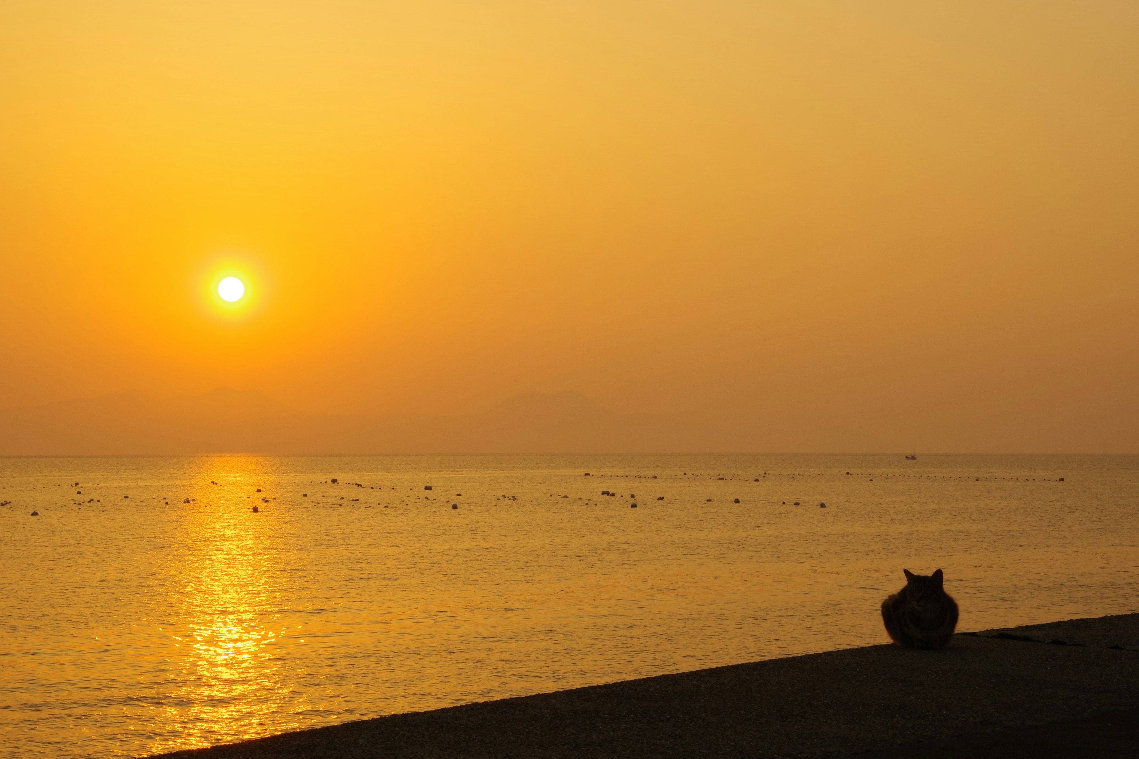 Silhouette einer Katze, die am Meer bei Sonnenuntergang sitzt