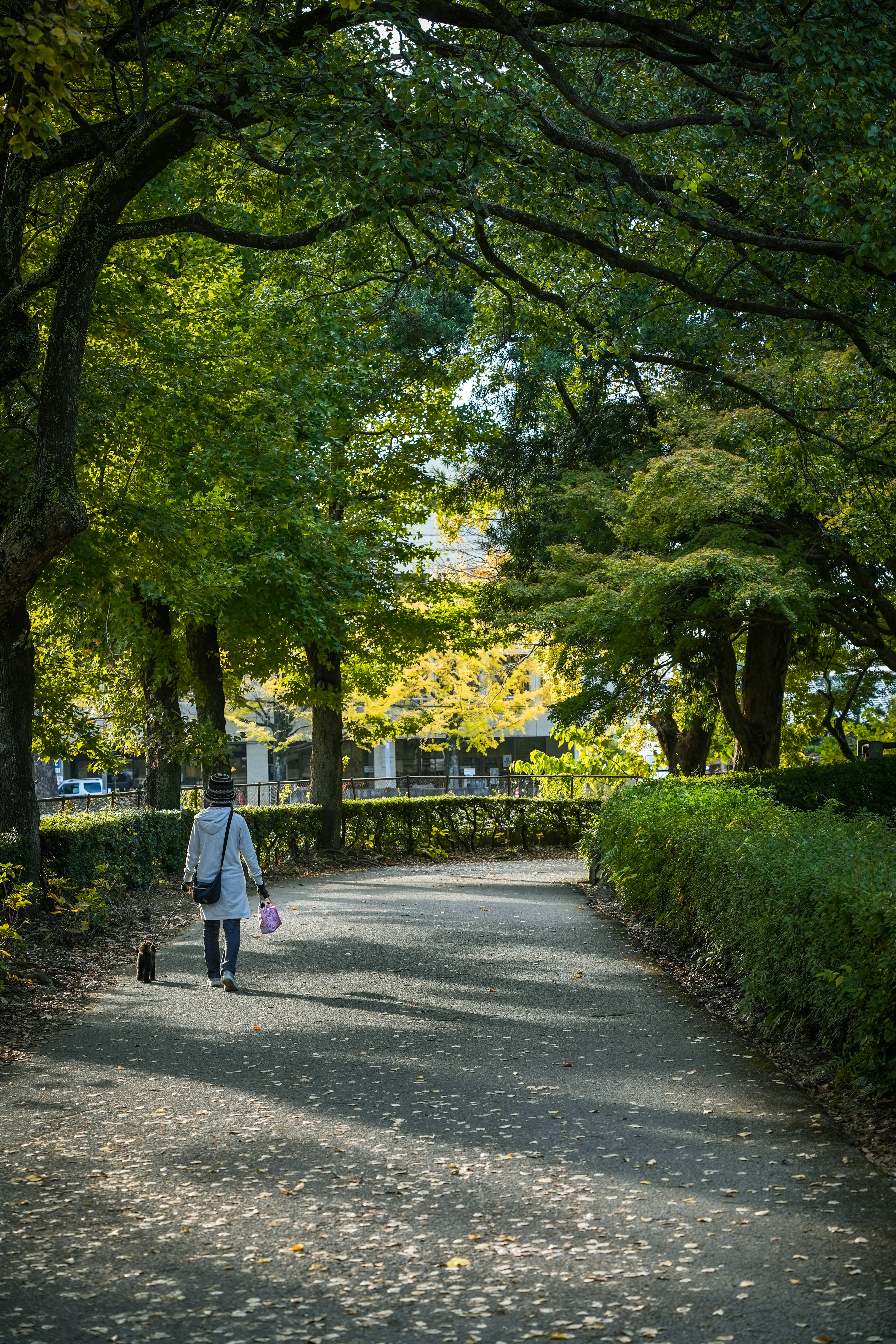 緑の木々に囲まれた道を歩く人